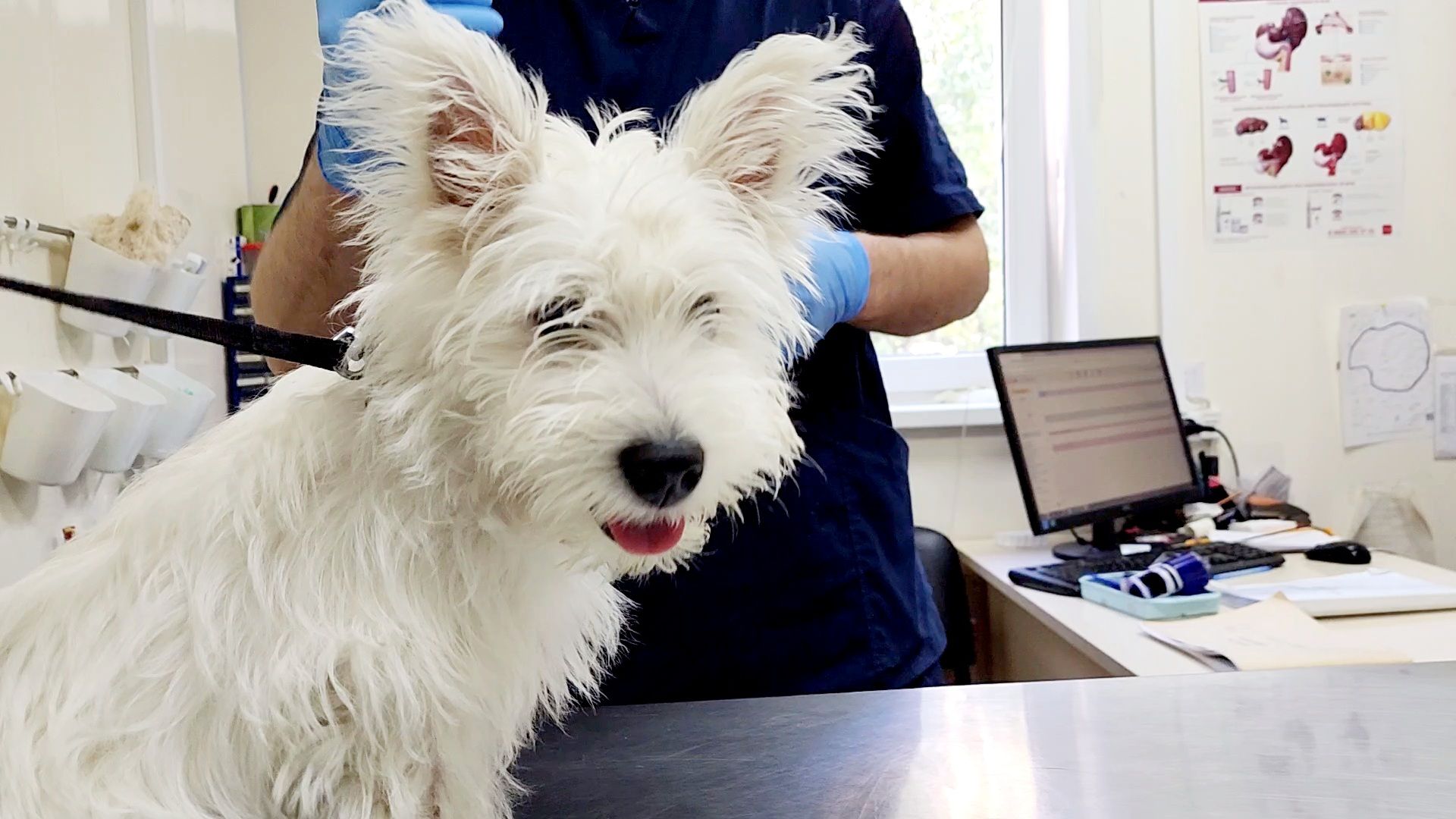 одинцово, собаки, кошки, домашние животные, регистрация, регистрация животных, регистрация собак, чипирование,