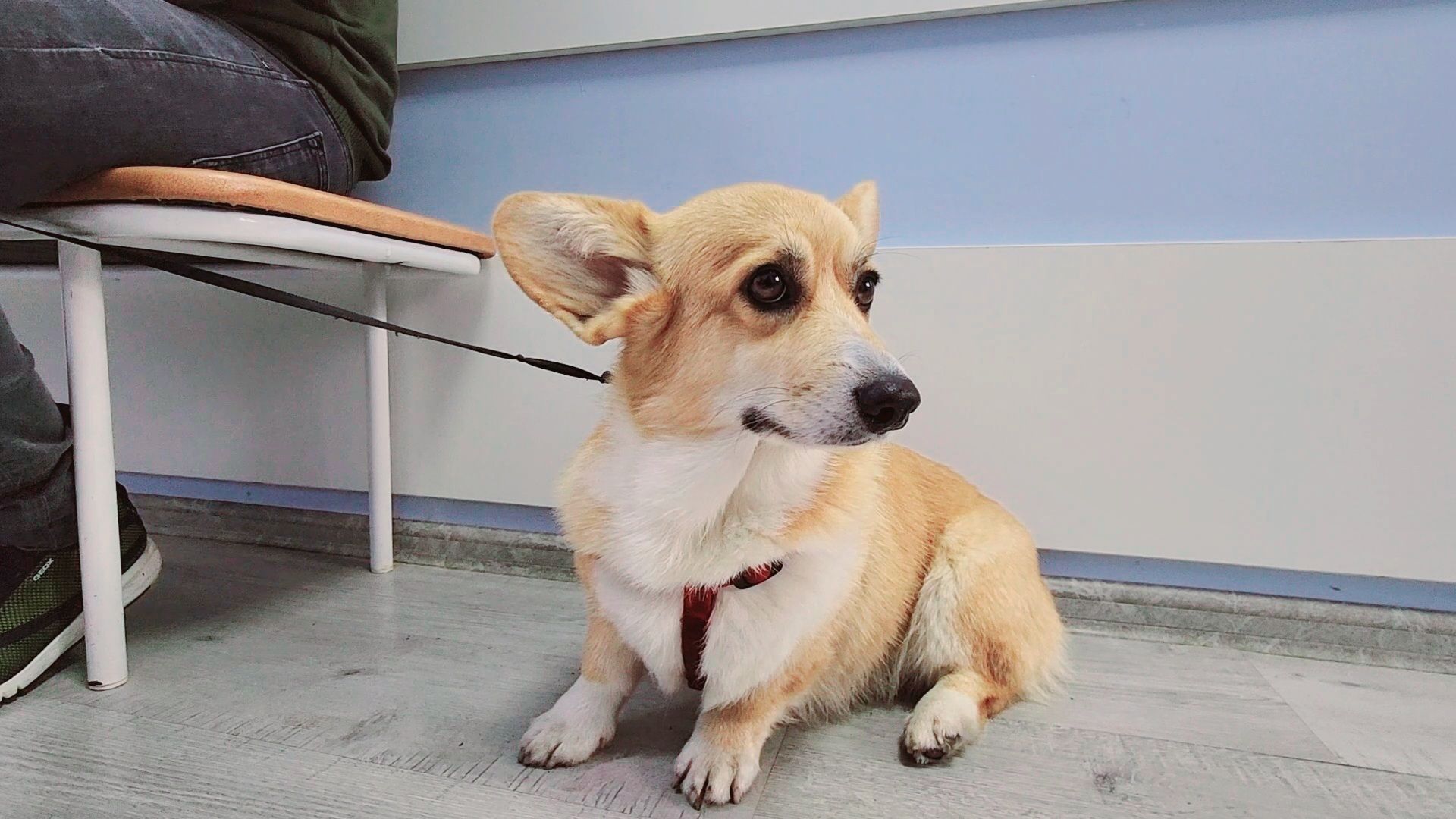 одинцово, собаки, кошки, домашние животные, регистрация, регистрация животных, регистрация собак, чипирование,