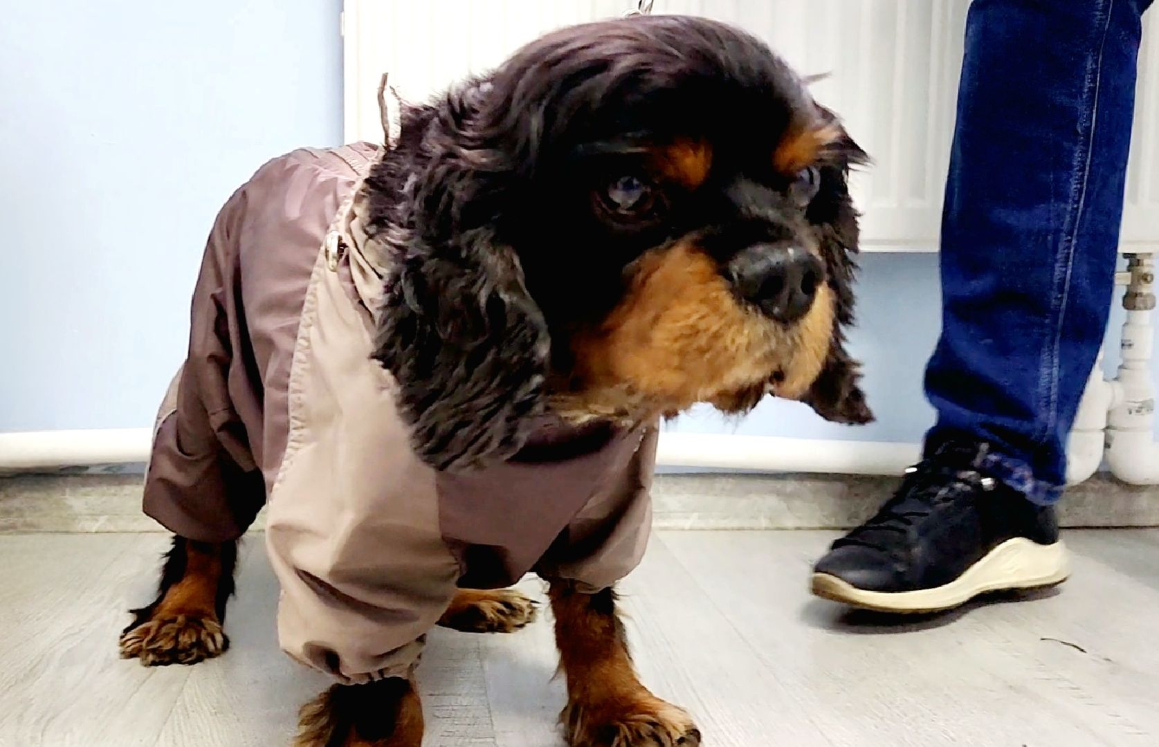 одинцово, собаки, кошки, домашние животные, регистрация, регистрация животных, регистрация собак, чипирование,