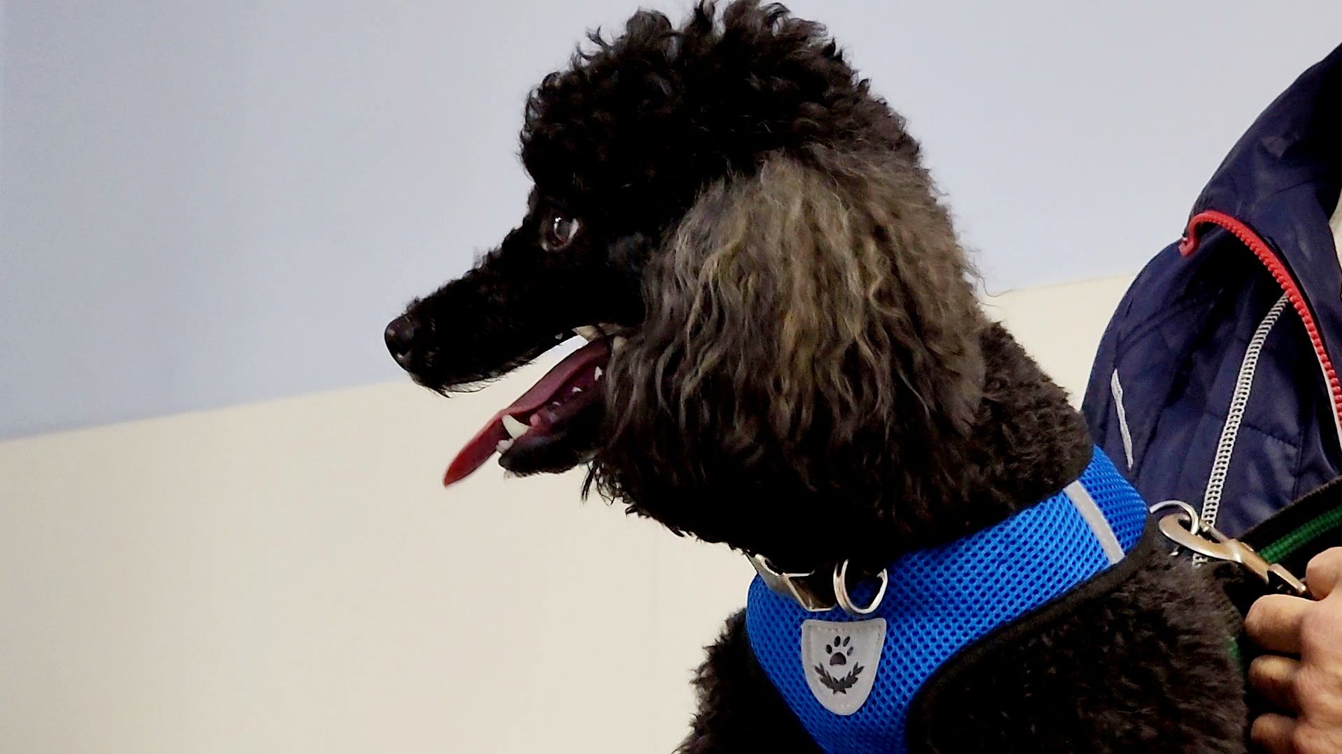 одинцово, собаки, кошки, домашние животные, регистрация, регистрация животных, регистрация собак, чипирование,