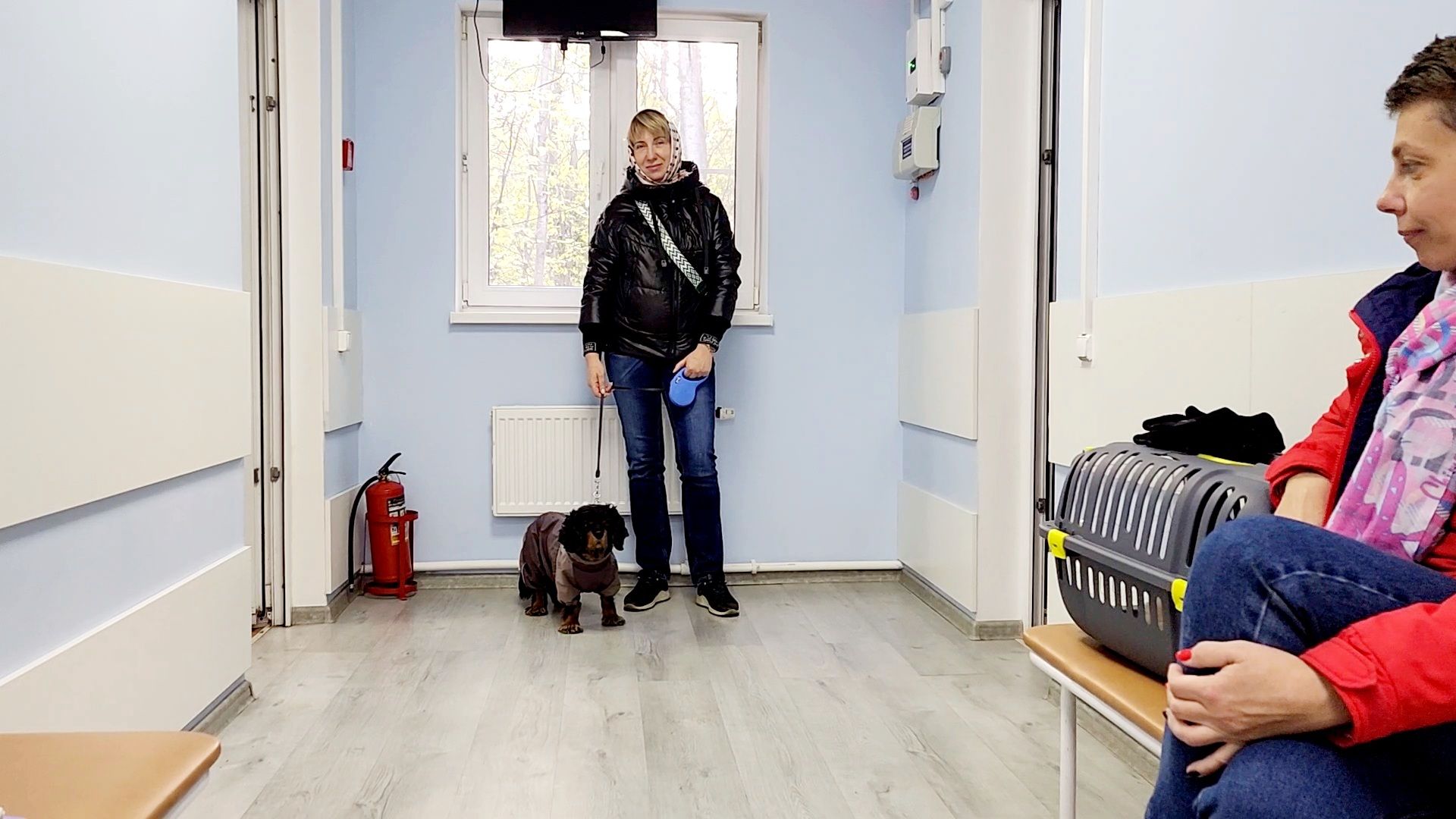 одинцово, собаки, кошки, домашние животные, регистрация, регистрация животных, регистрация собак, чипирование,