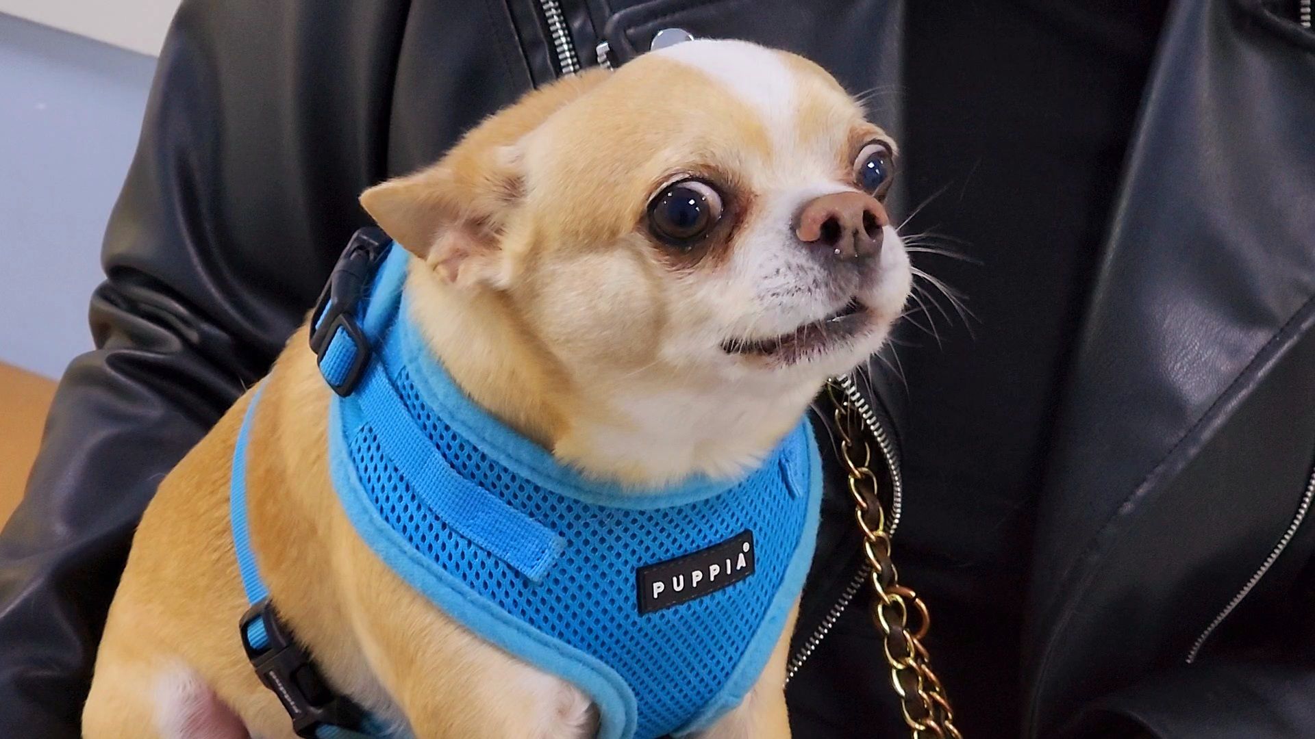 одинцово, собаки, кошки, домашние животные, регистрация, регистрация животных, регистрация собак, чипирование,