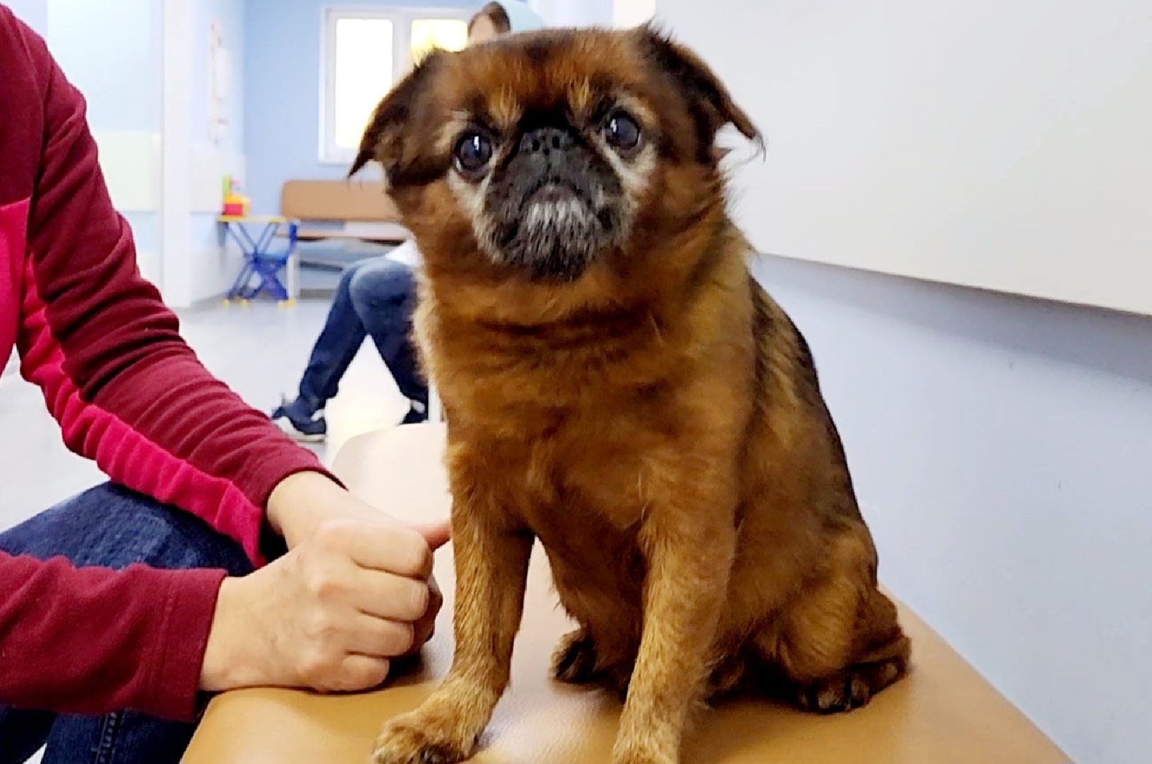 одинцово, собаки, кошки, домашние животные, регистрация, регистрация животных, регистрация собак, чипирование,