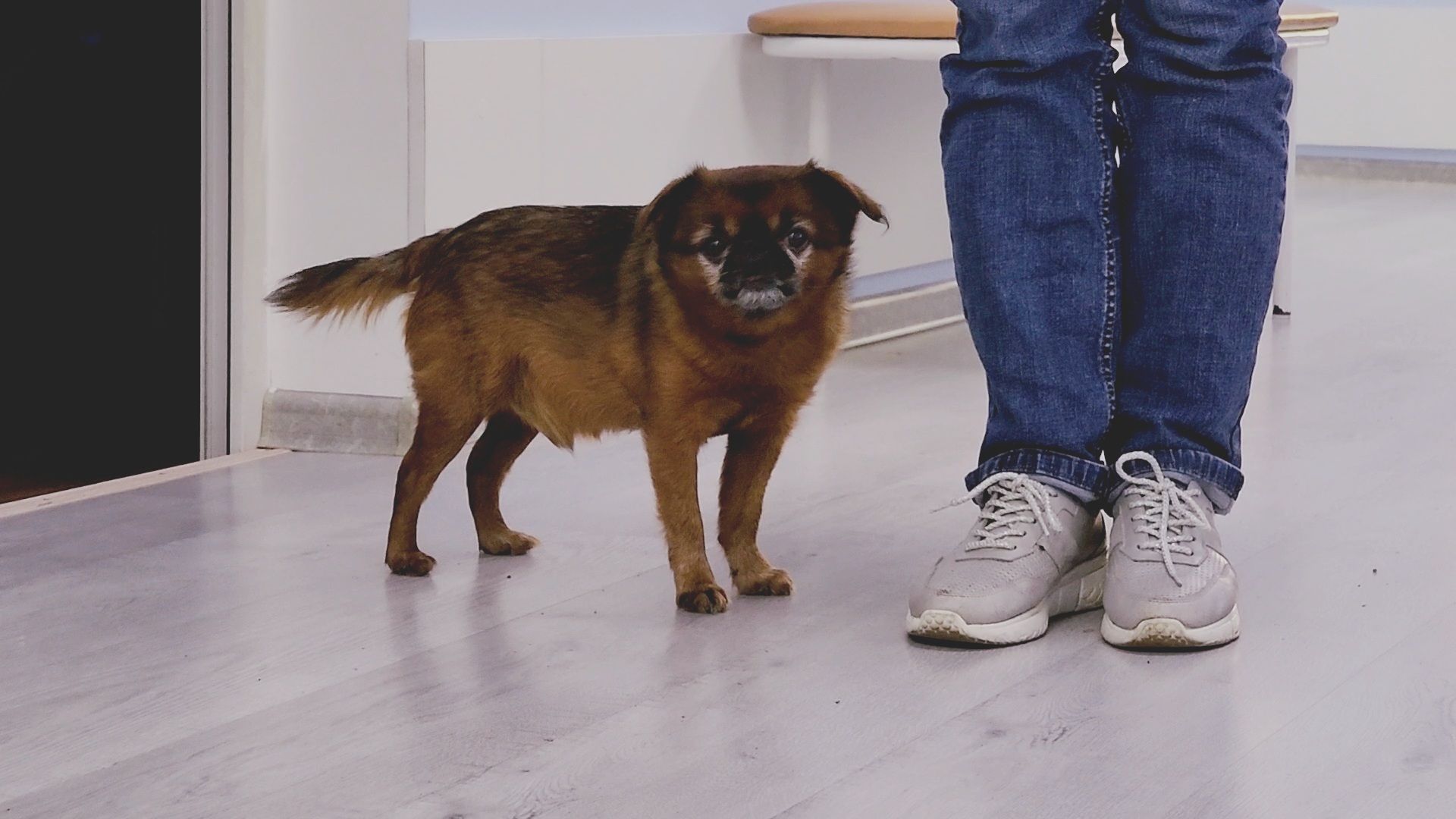 одинцово, собаки, кошки, домашние животные, регистрация, регистрация животных, регистрация собак, чипирование,