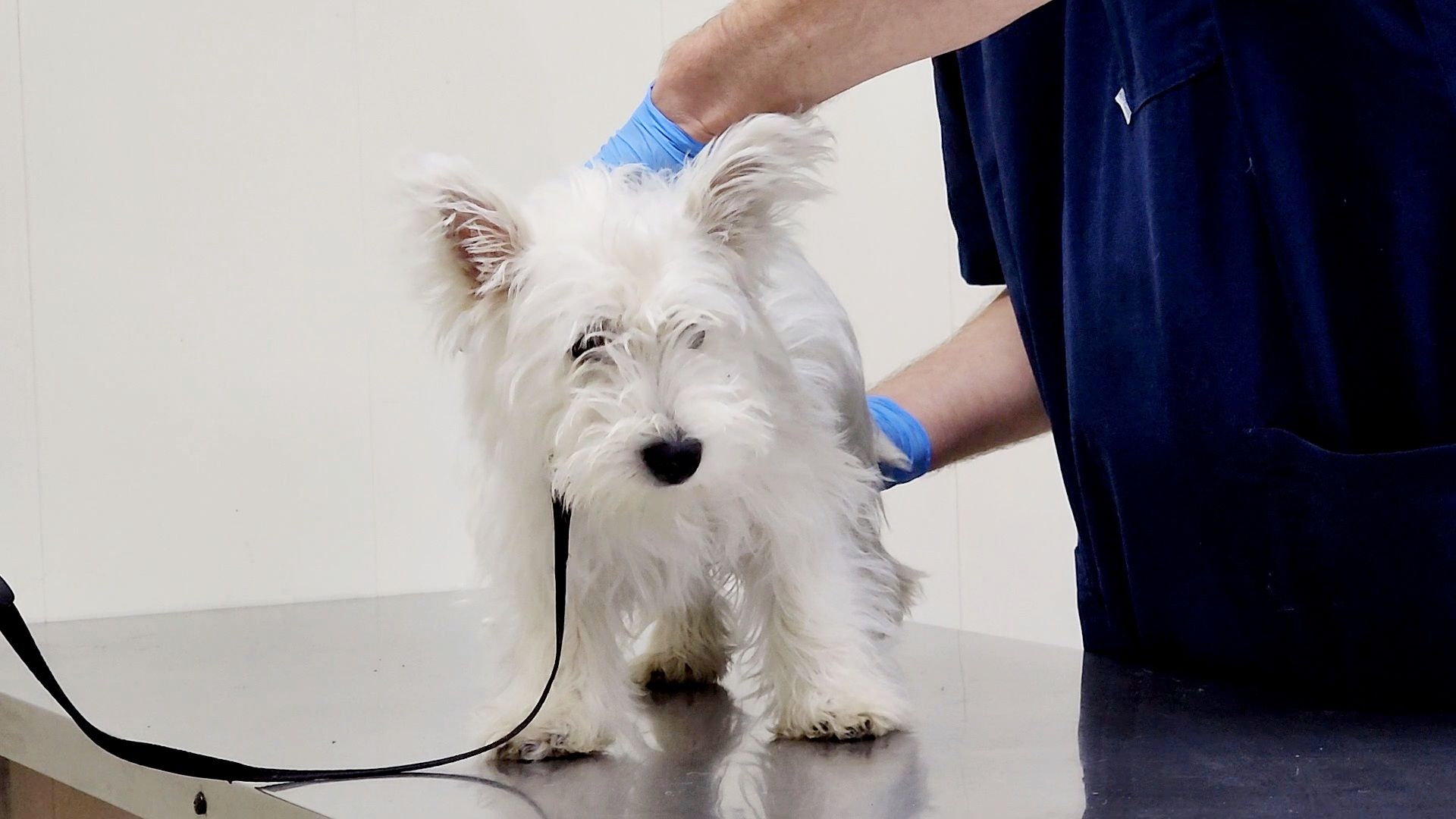 одинцово, собаки, кошки, домашние животные, регистрация, регистрация животных, регистрация собак, чипирование,