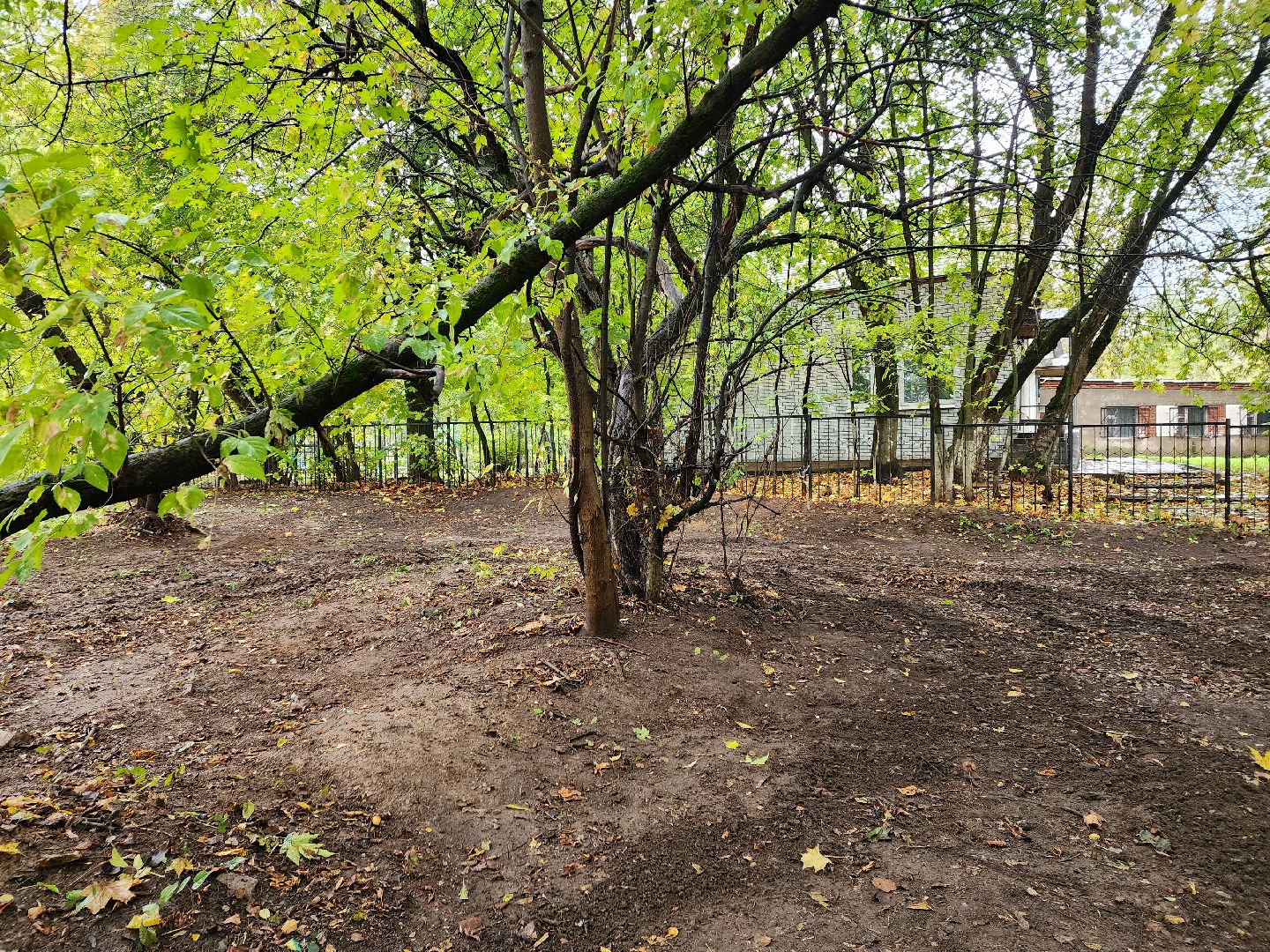 пушкино, благоустройство, листья, коммунальное хозяйство,