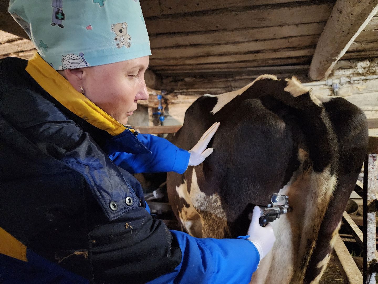 ступино, сибирская язва, сельское хозяйство, вакцинация животных,