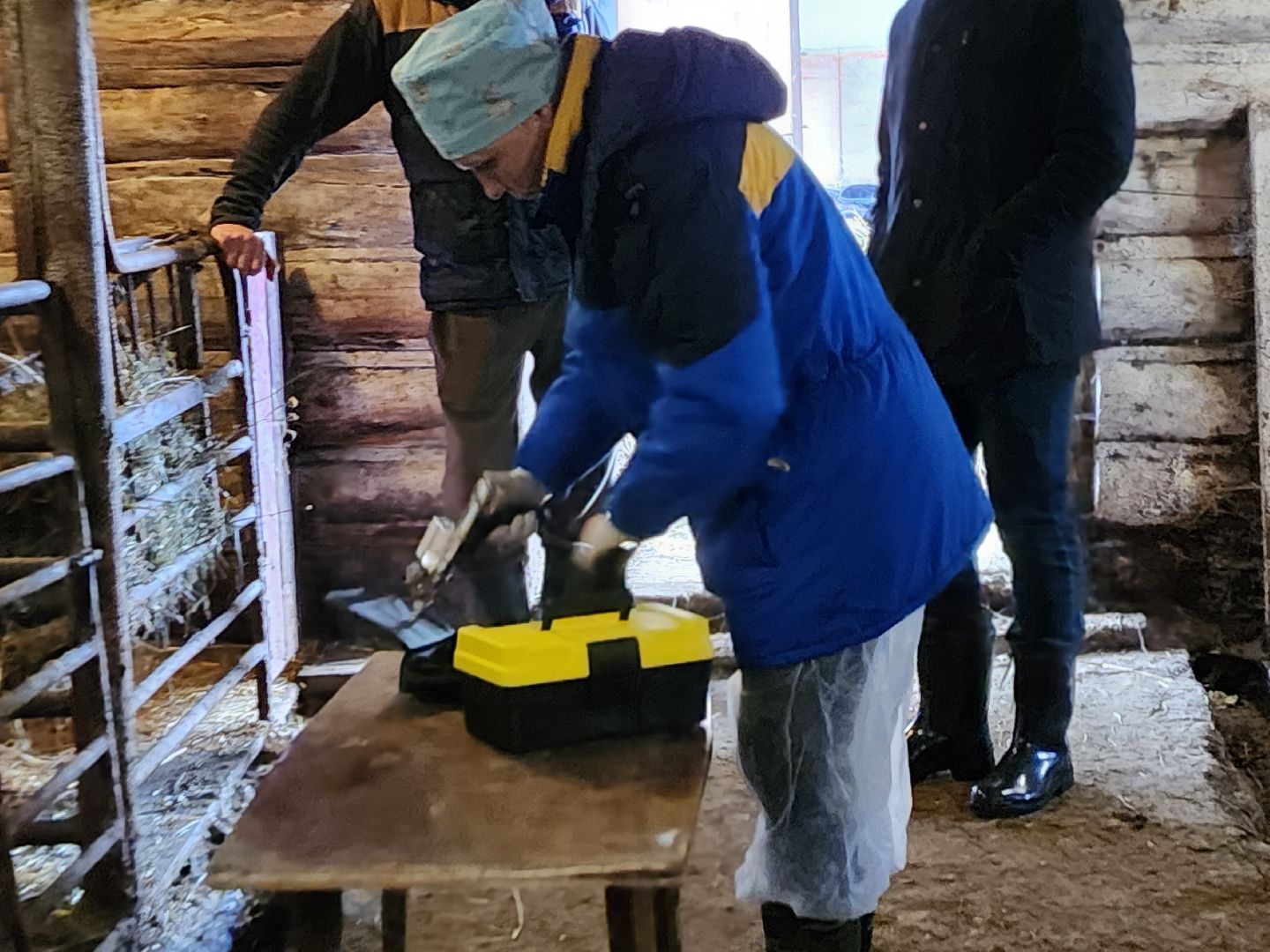 ступино, сибирская язва, сельское хозяйство, вакцинация животных,