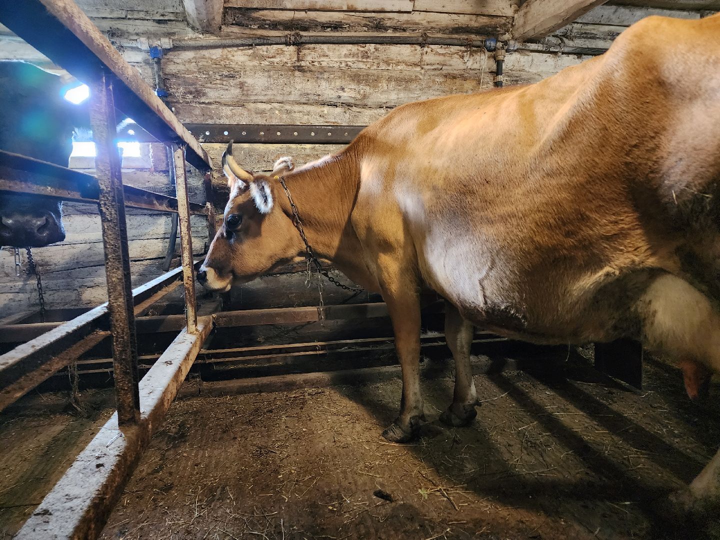 ступино, сибирская язва, сельское хозяйство, вакцинация животных,