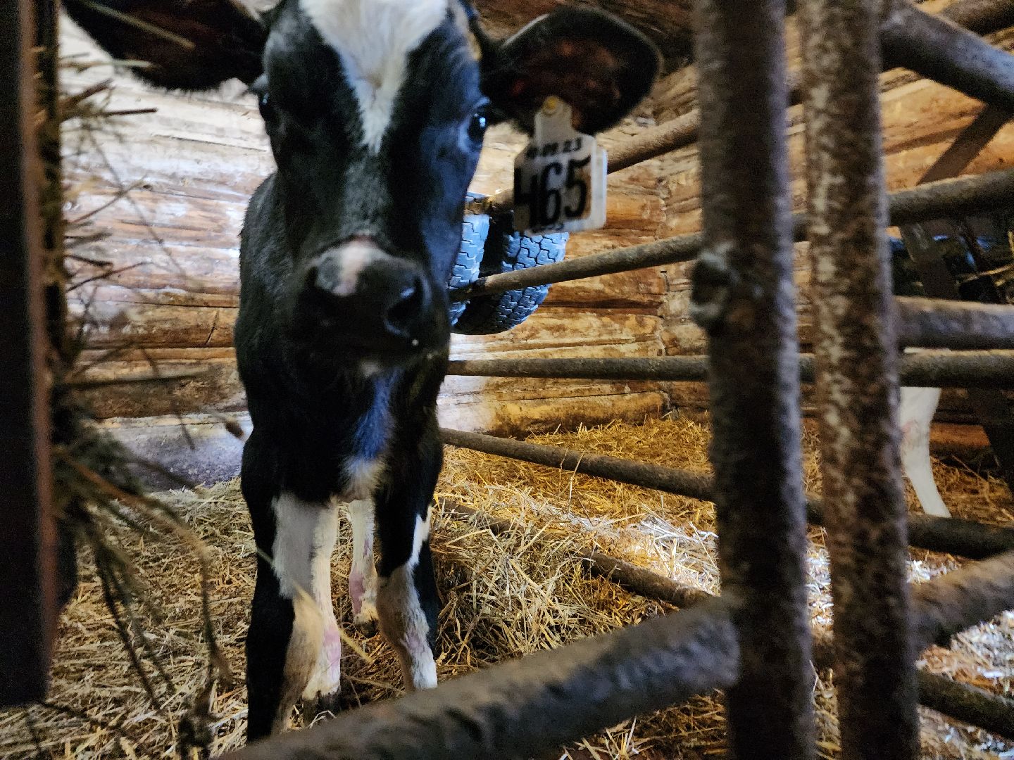 ступино, сибирская язва, сельское хозяйство, вакцинация животных,