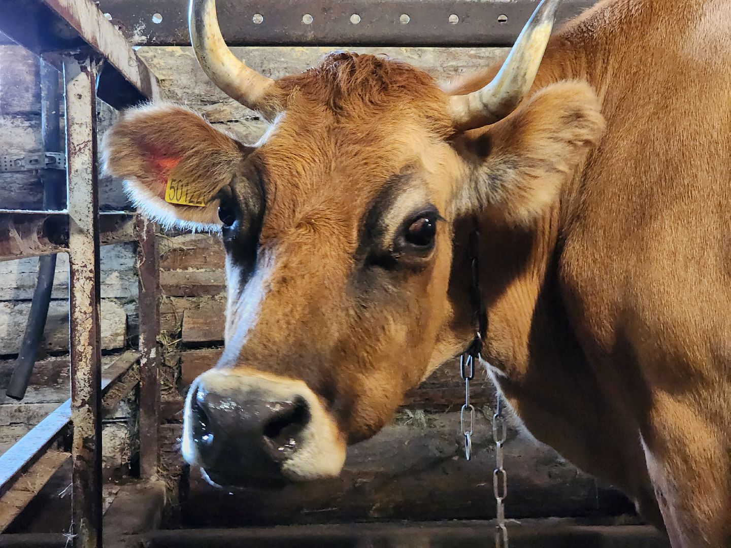 ступино, сибирская язва, сельское хозяйство, вакцинация животных,
