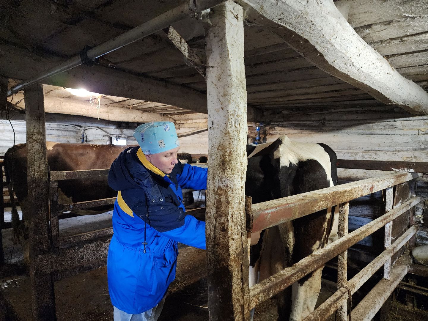 ступино, сибирская язва, сельское хозяйство, вакцинация животных,
