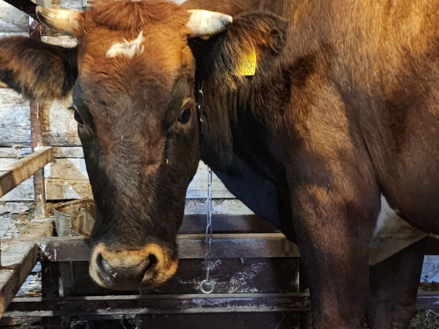 ступино, сибирская язва, сельское хозяйство, вакцинация животных,