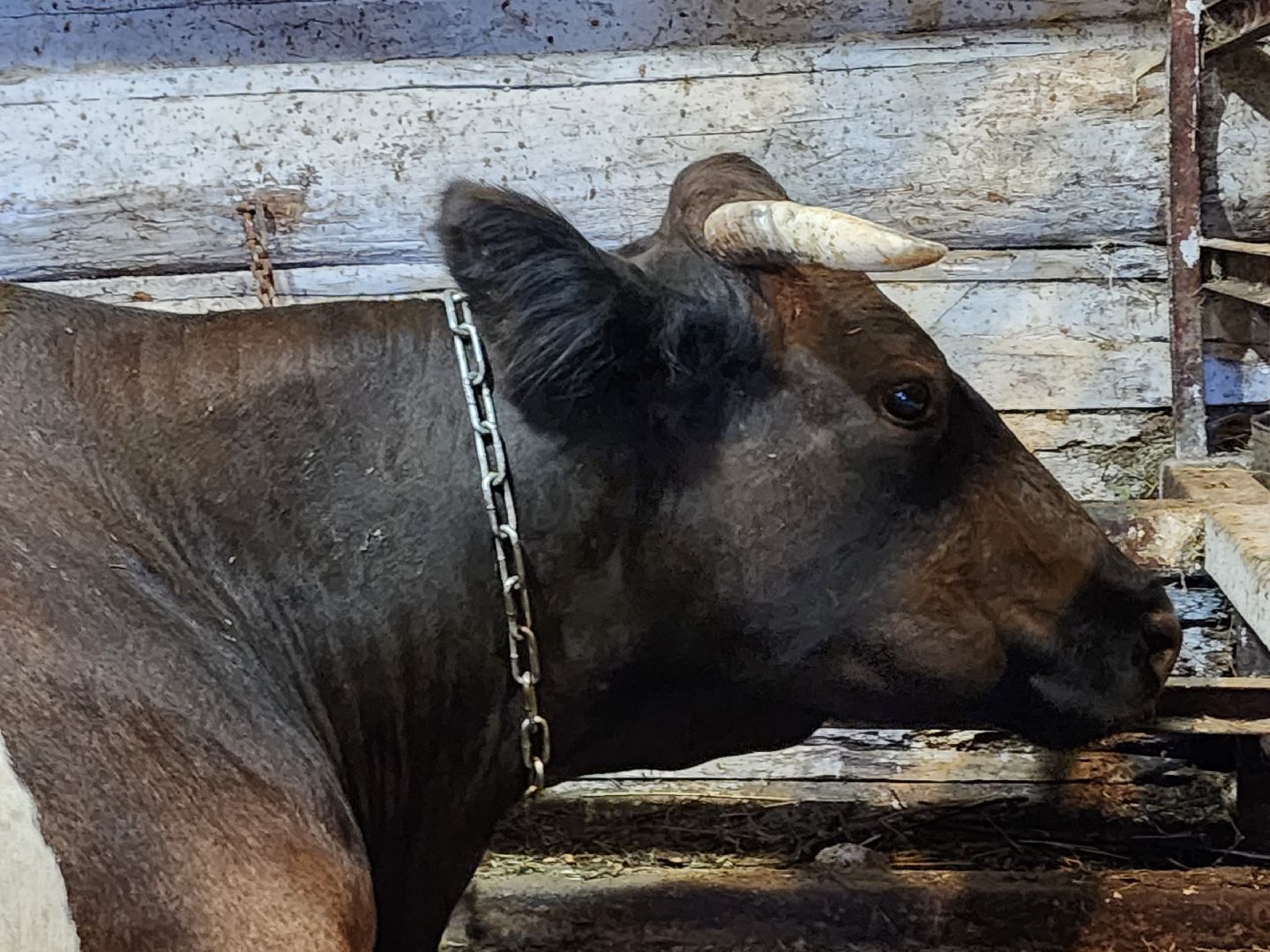 ступино, сибирская язва, сельское хозяйство, вакцинация животных,