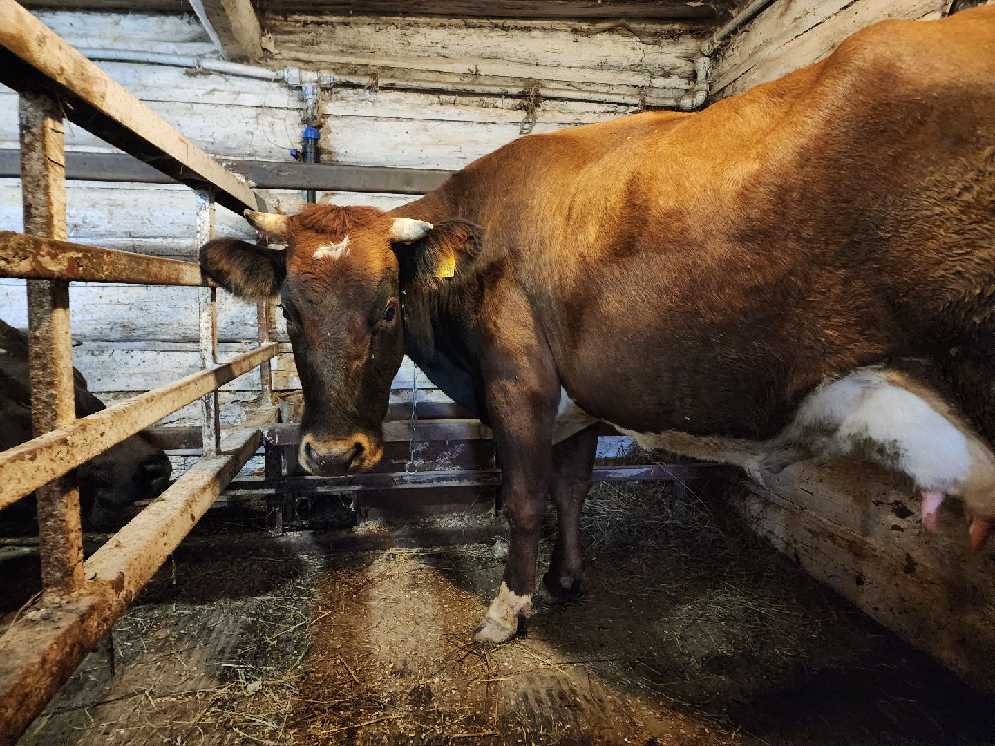 ступино, сибирская язва, сельское хозяйство, вакцинация животных,