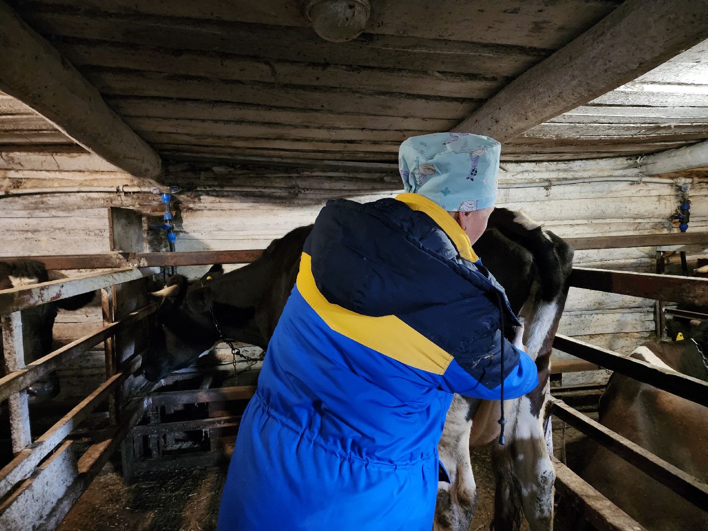 ступино, сибирская язва, сельское хозяйство, вакцинация животных,