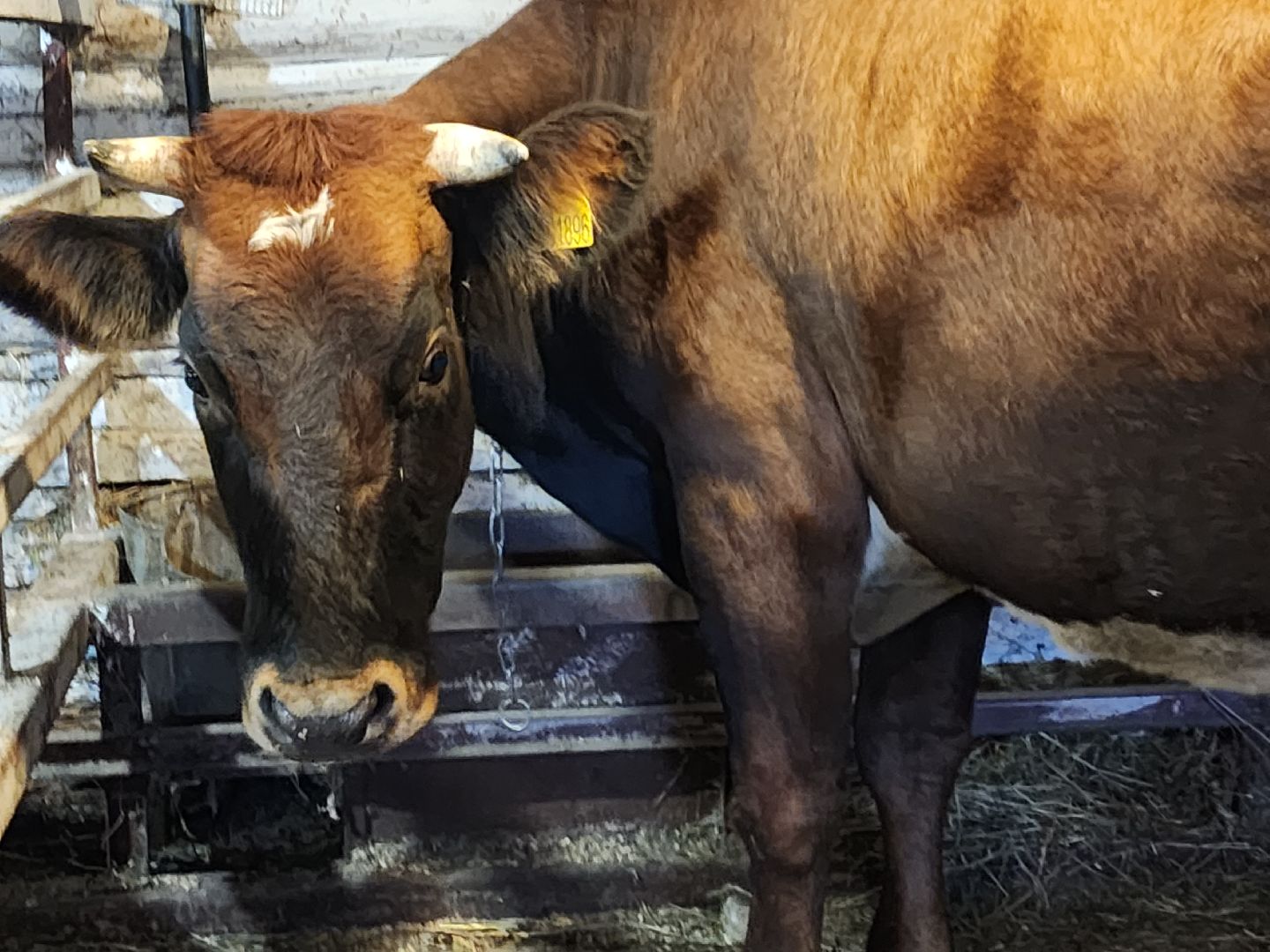 ступино, сибирская язва, сельское хозяйство, вакцинация животных,
