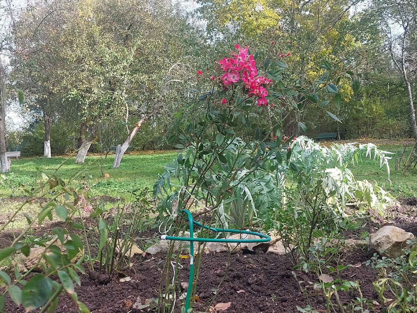 Мелихово, садовник, город чехов, Музей, Цветы, Благоустройство,