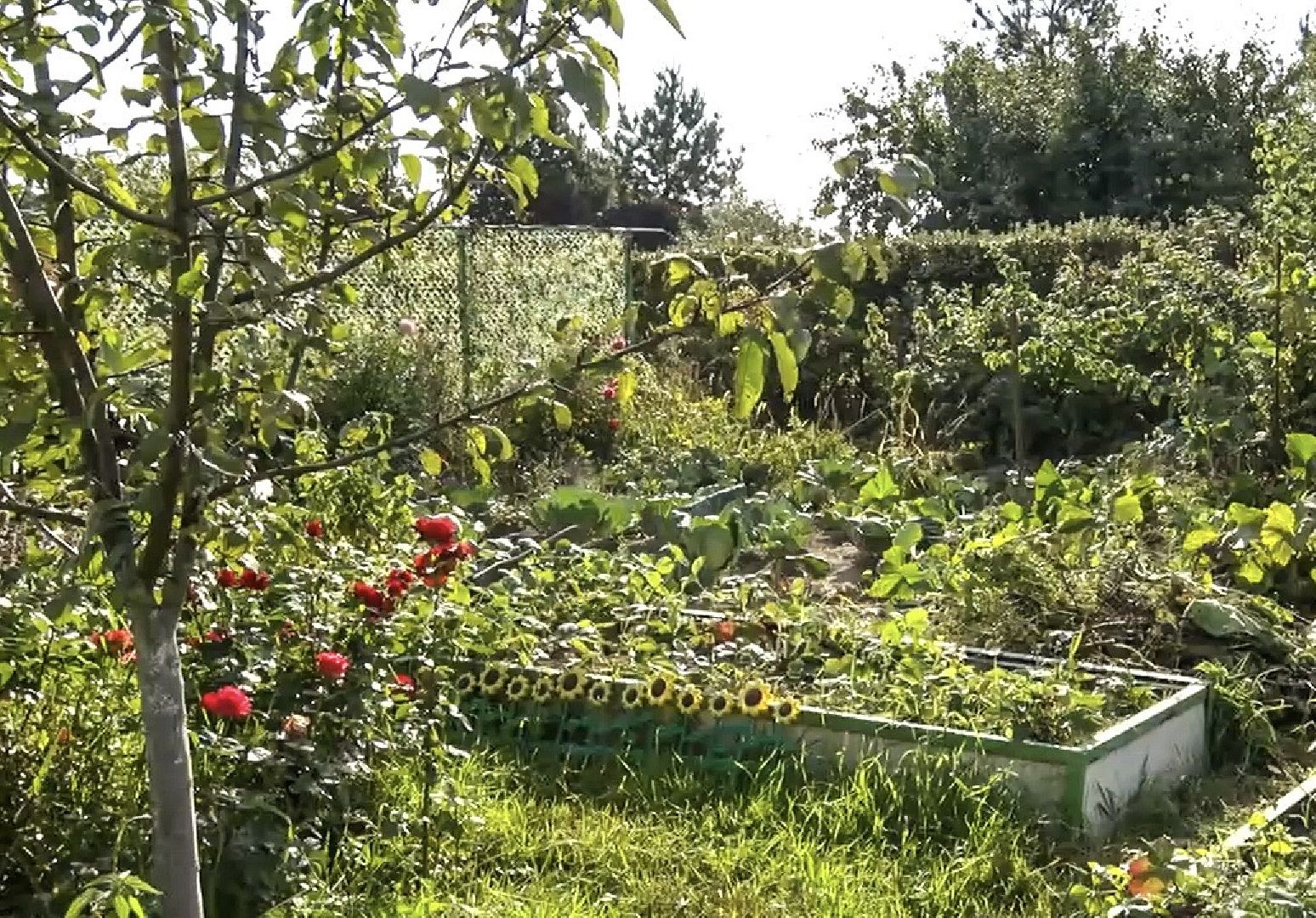 Клин, общество, люди, огород,