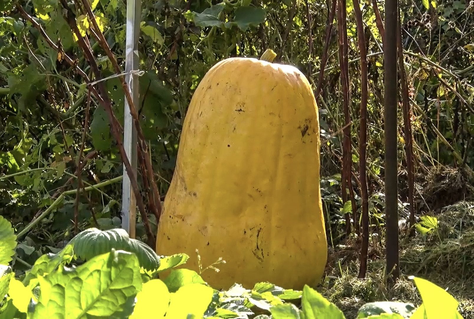 Клин, общество, люди, огород,