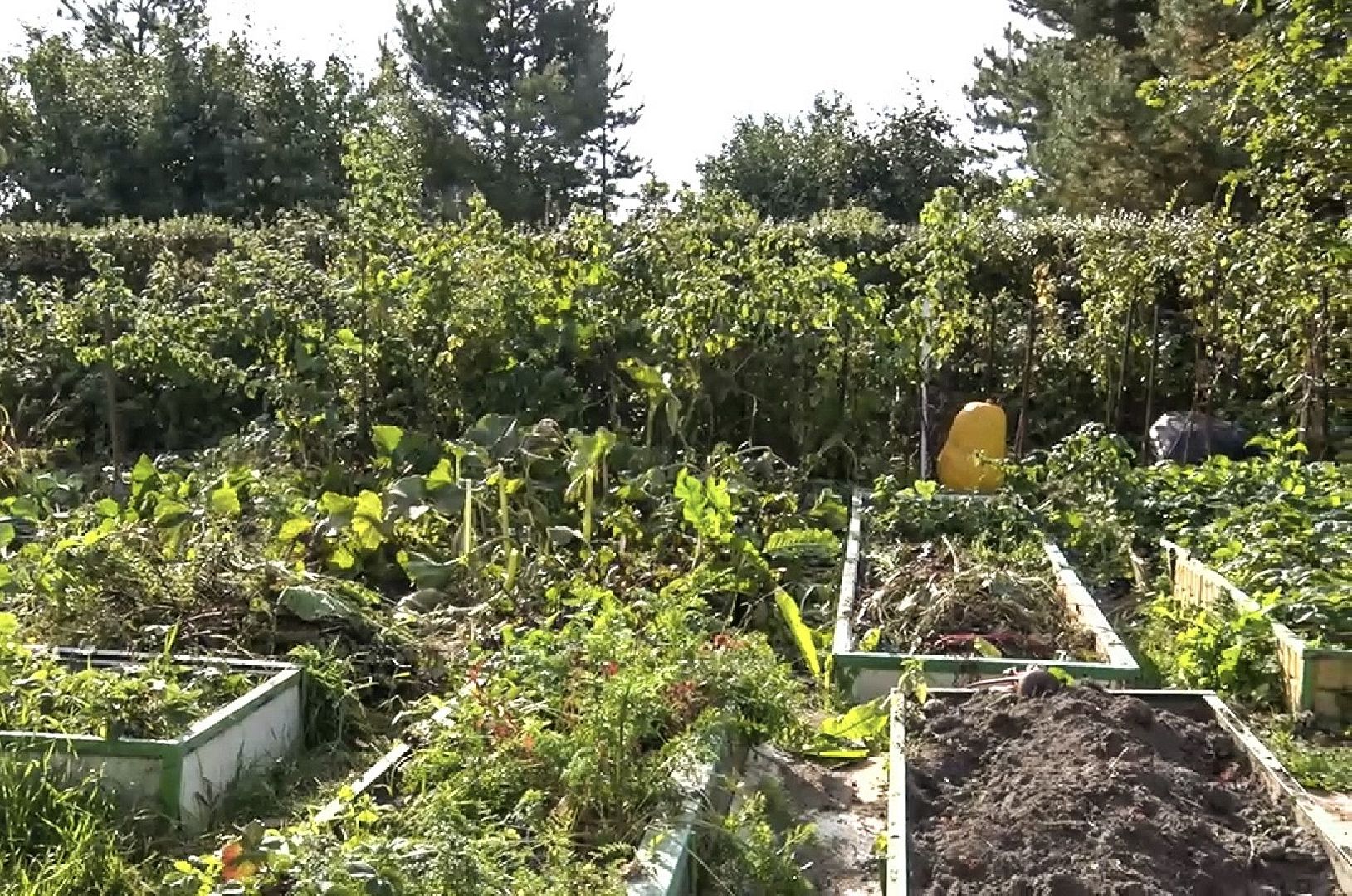 Клин, общество, люди, огород,