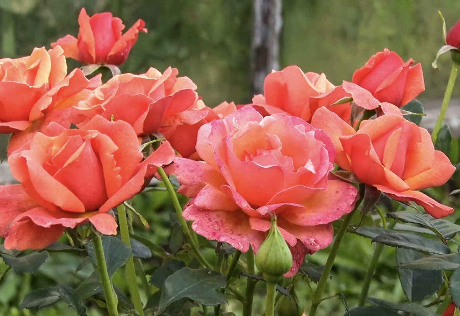 Клин, общество, люди, огород,