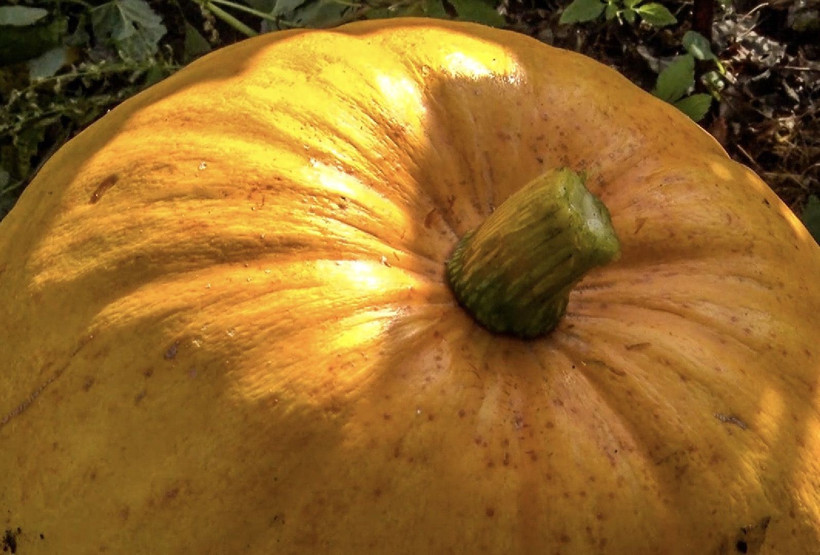 Клин, общество, люди, огород,