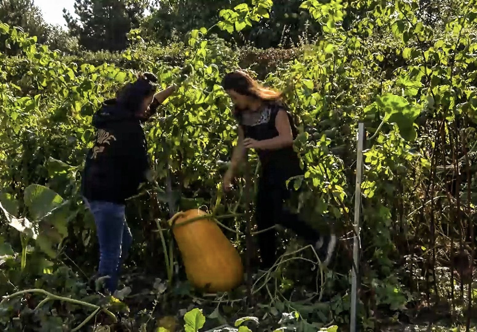 Клин, общество, люди, огород,