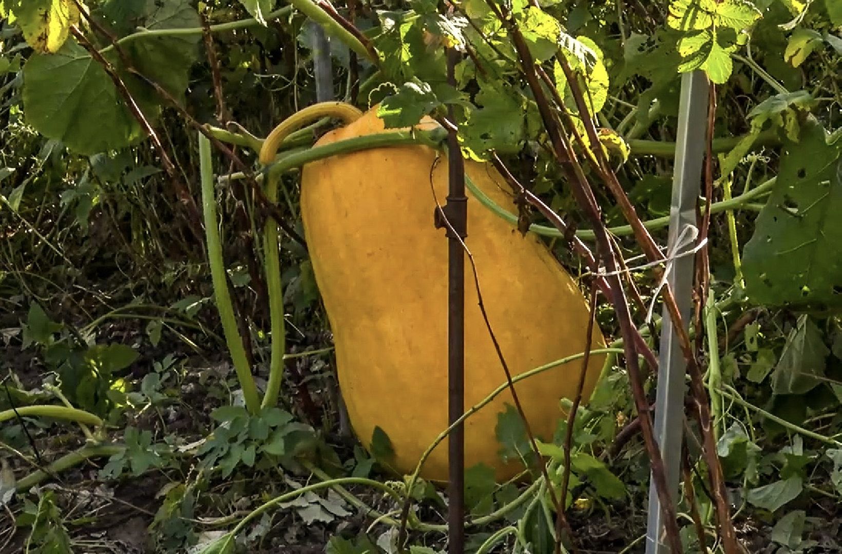 Клин, общество, люди, огород,
