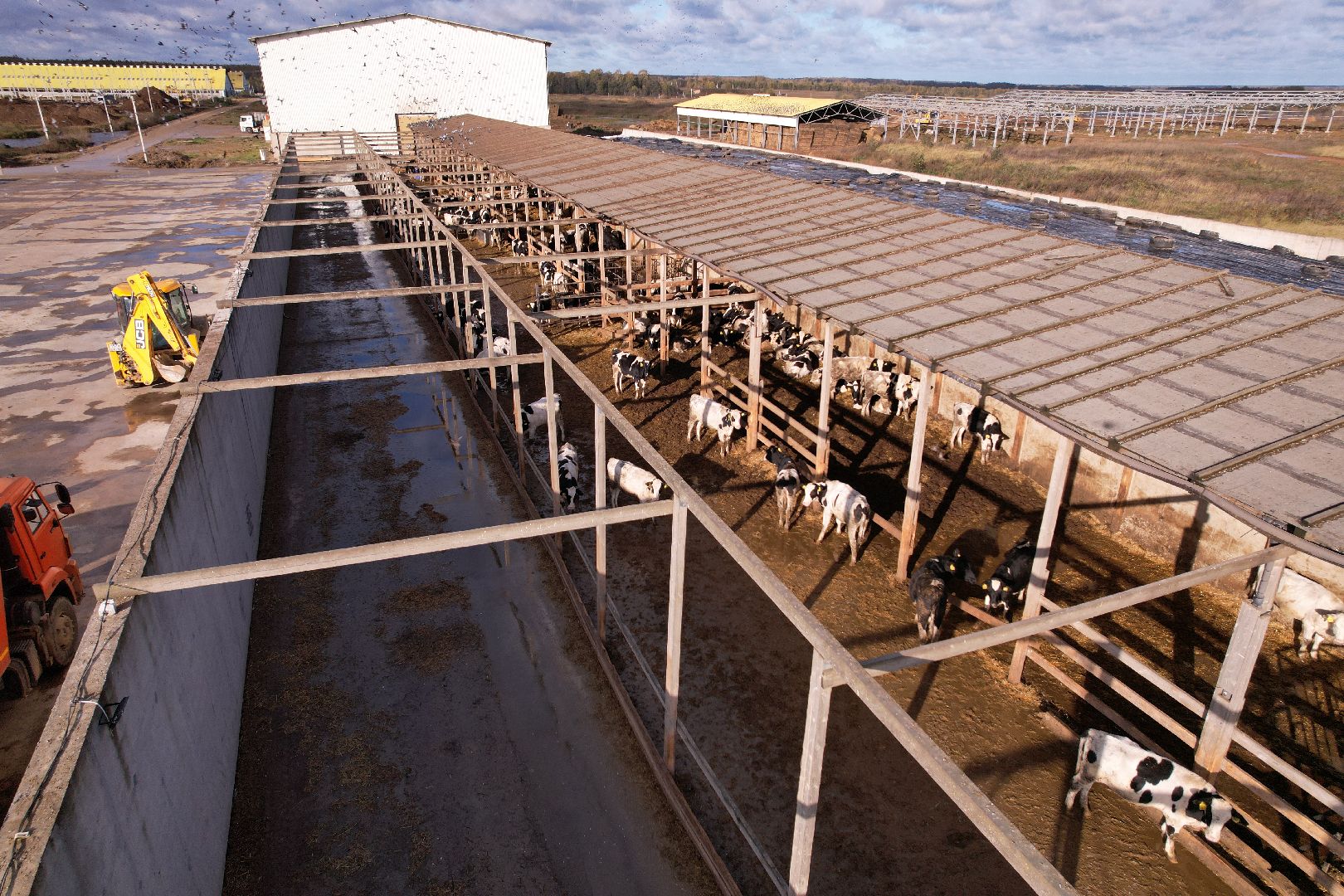 ферма, волоколамск, коровы, молоко,видео с коптера,