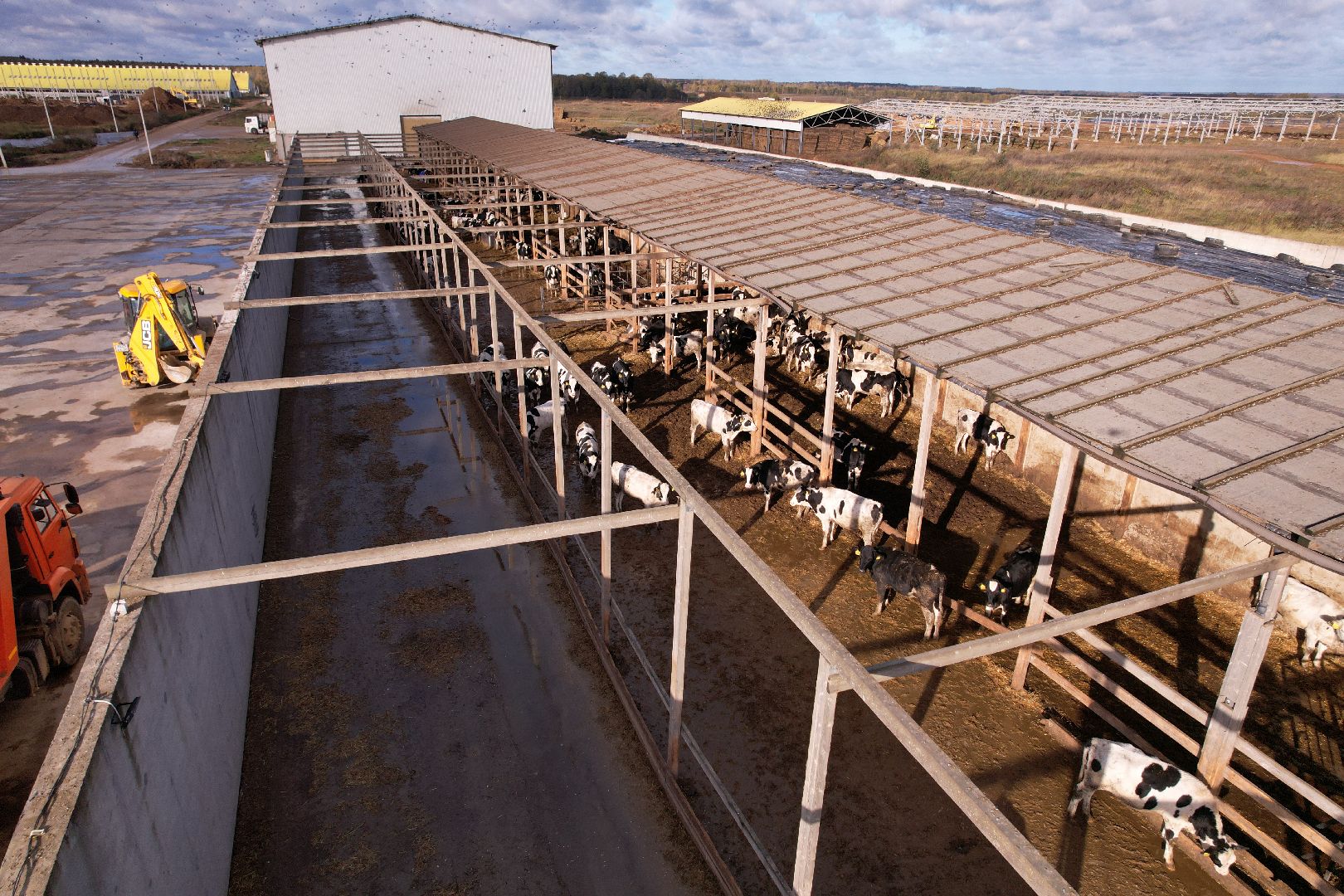 ферма, волоколамск, коровы, молоко,видео с коптера,