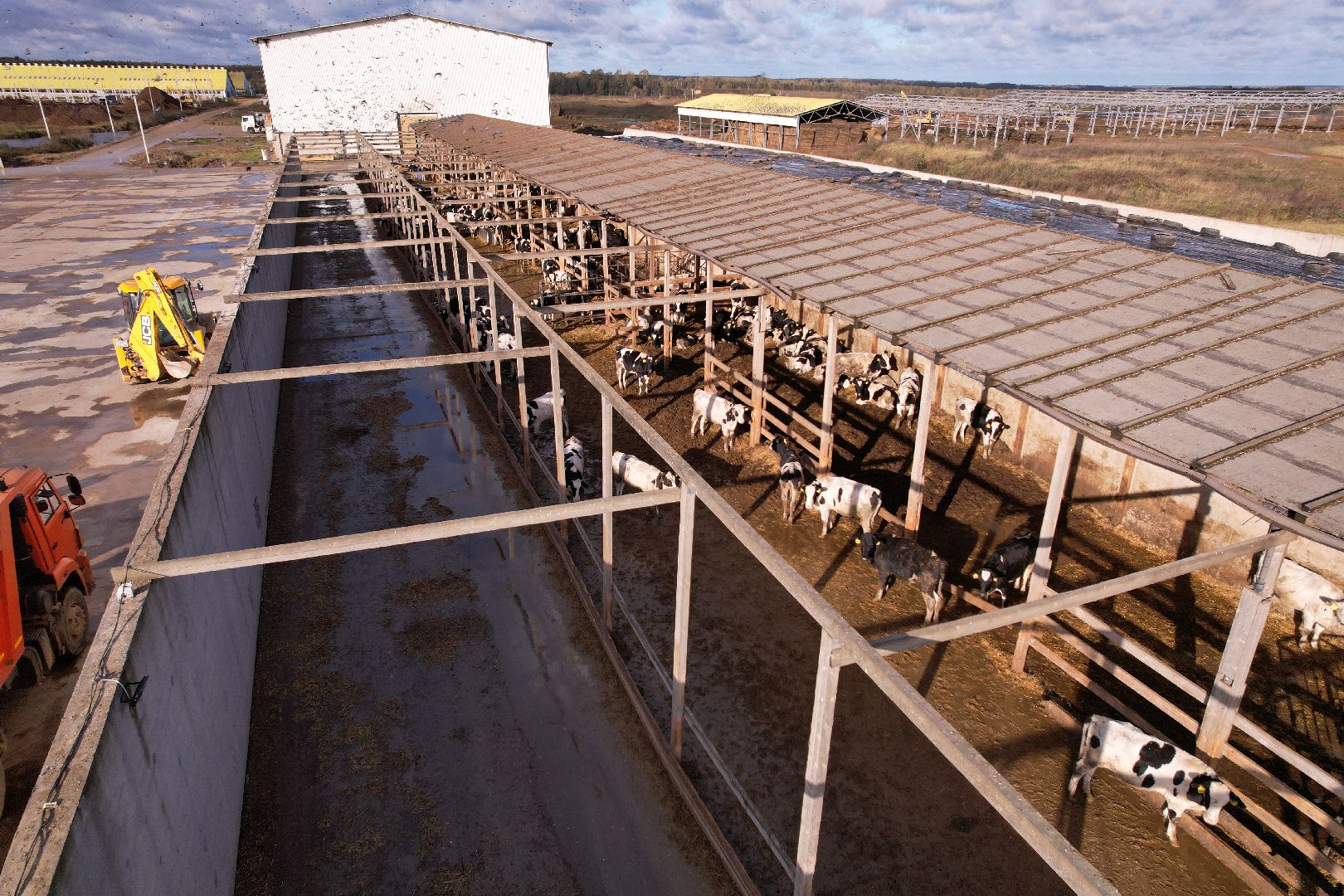 ферма, волоколамск, коровы, молоко,видео с коптера,