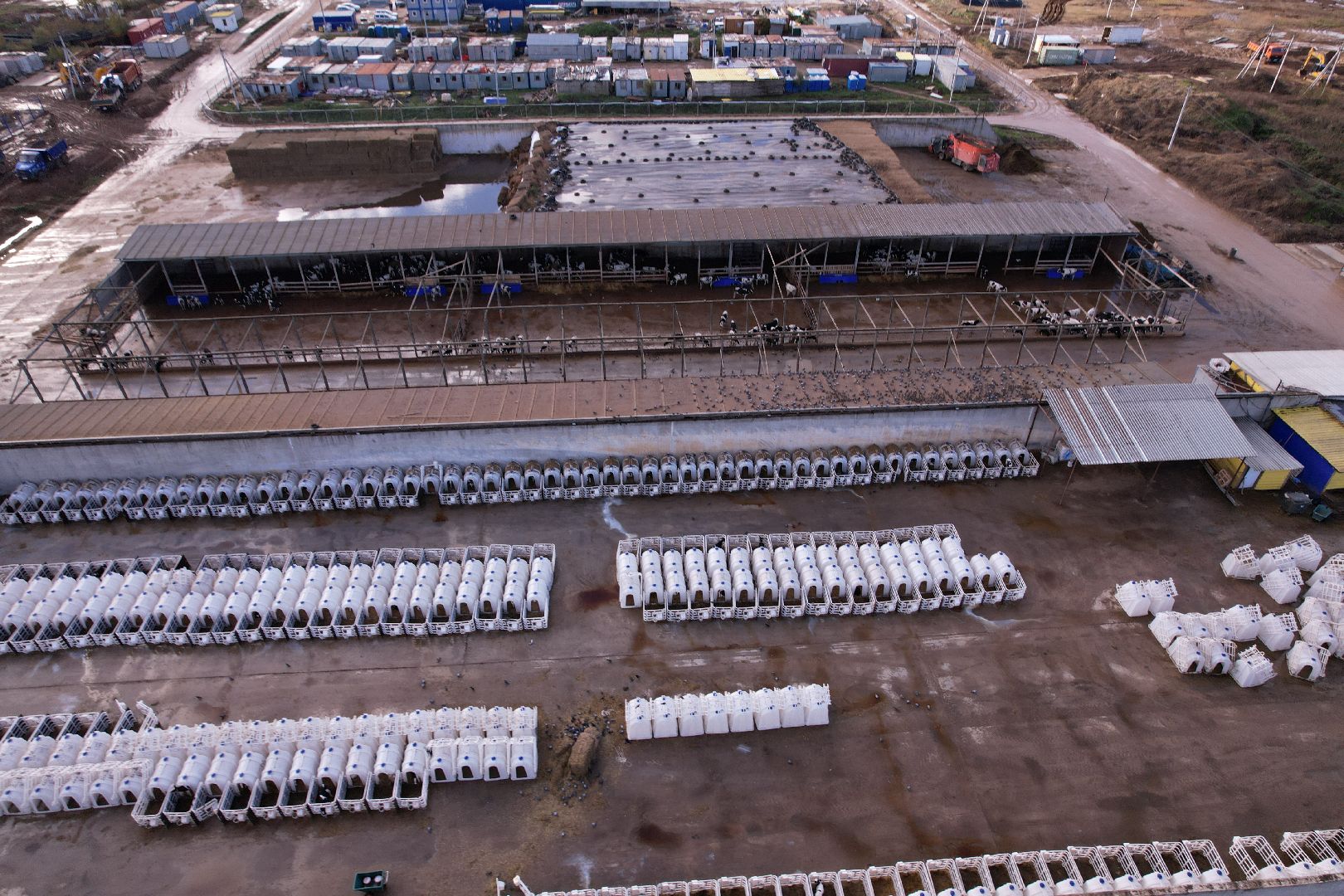 ферма, волоколамск, коровы, молоко,видео с коптера,