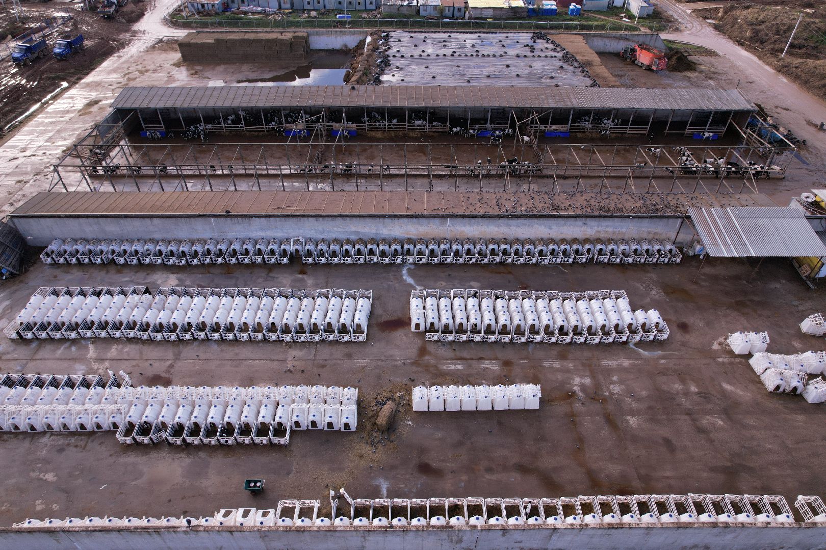 ферма, волоколамск, коровы, молоко,видео с коптера,