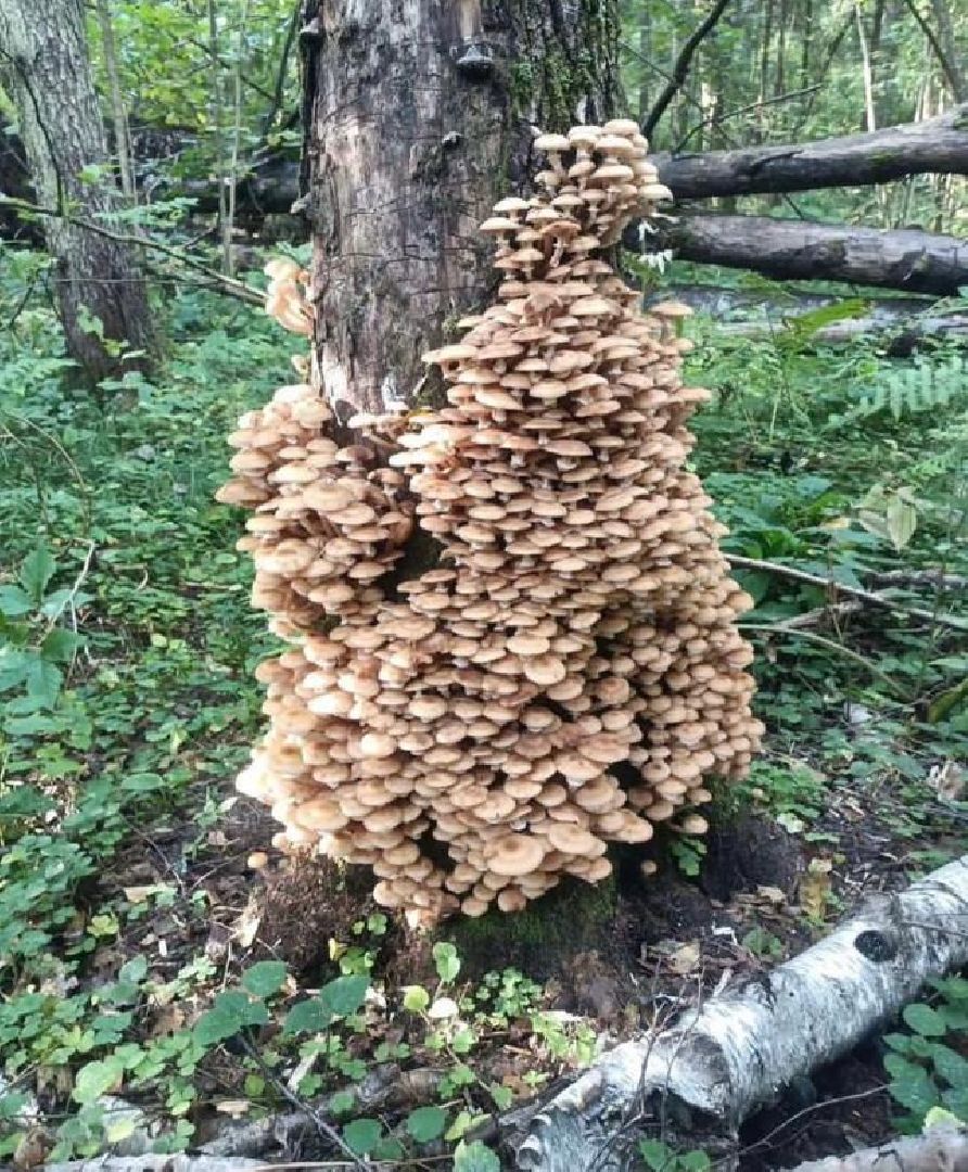 осень, грибы, лучшие рецепты, леса подмосковья, хобби,