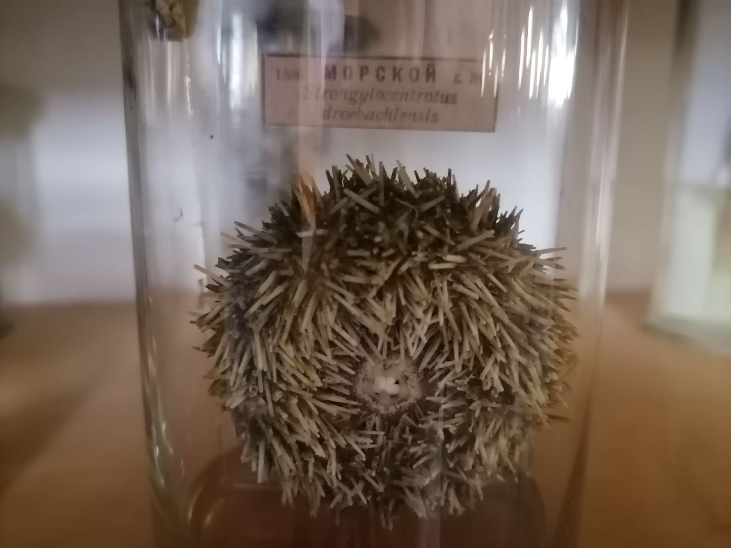 русское географическое общество, орехово-зуево,образование, университетт,