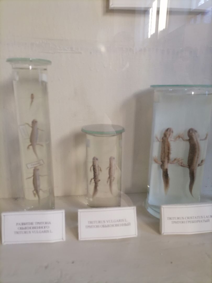 русское географическое общество, орехово-зуево,образование, университетт,