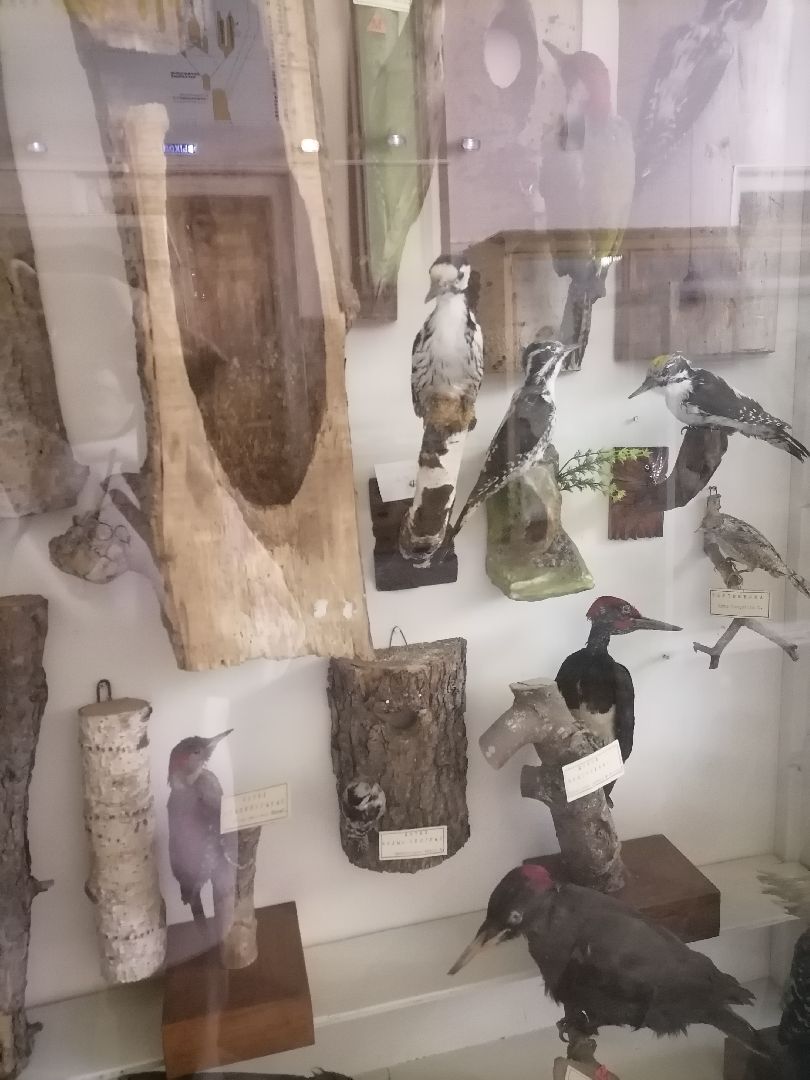 русское географическое общество, орехово-зуево,образование, университетт,