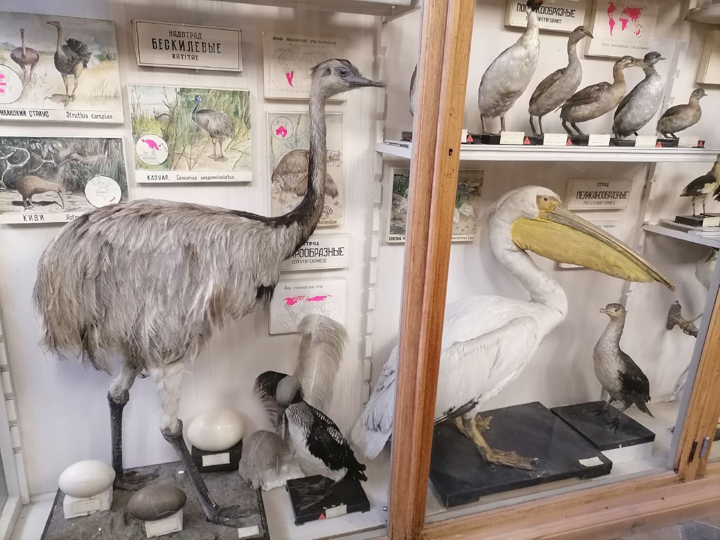 русское географическое общество, орехово-зуево,образование, университетт,