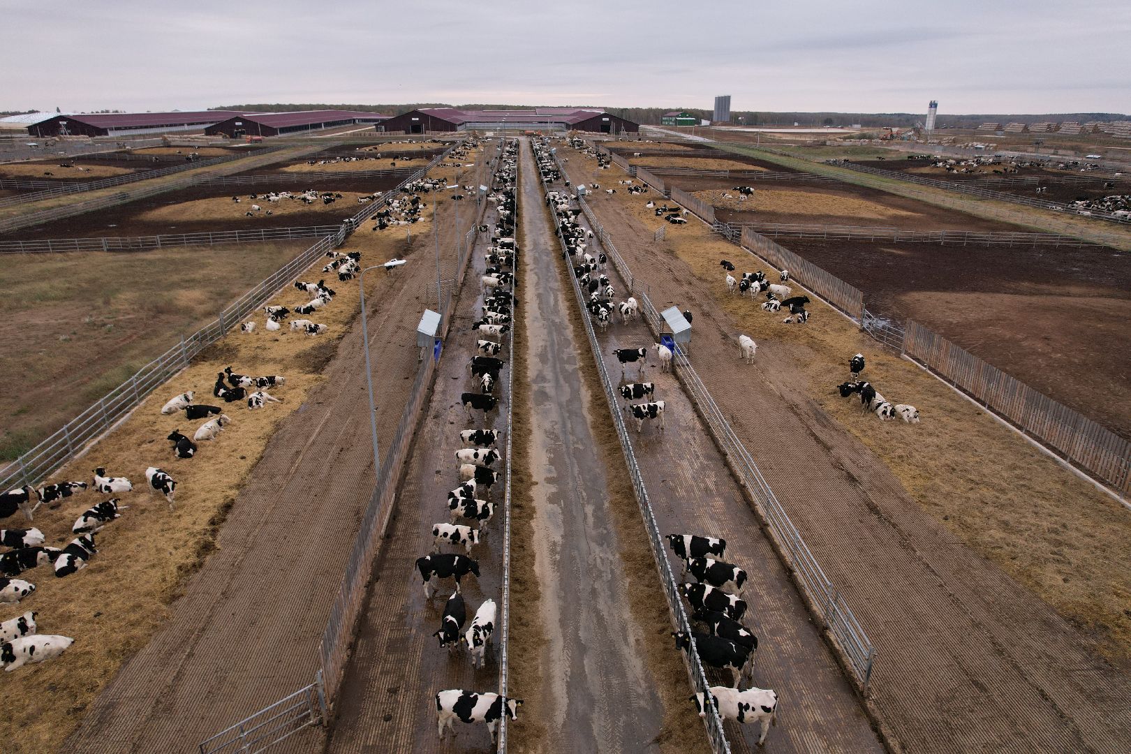 ступино, ферма, коровы,видео с коптера,