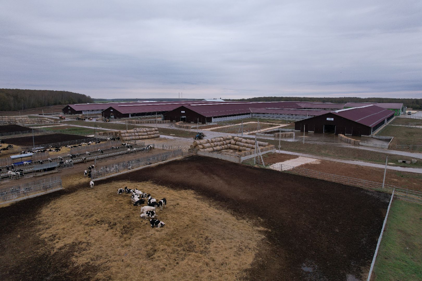 ступино, ферма, коровы,видео с коптера,