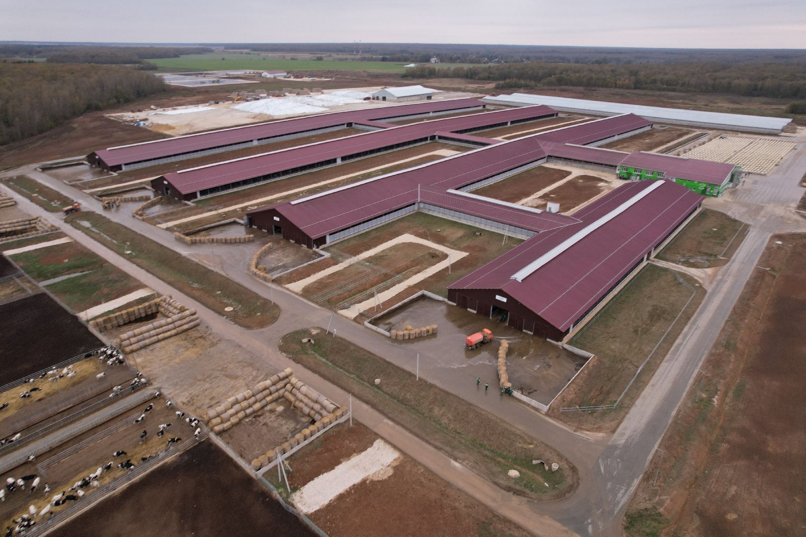 ступино, ферма, коровы,видео с коптера,