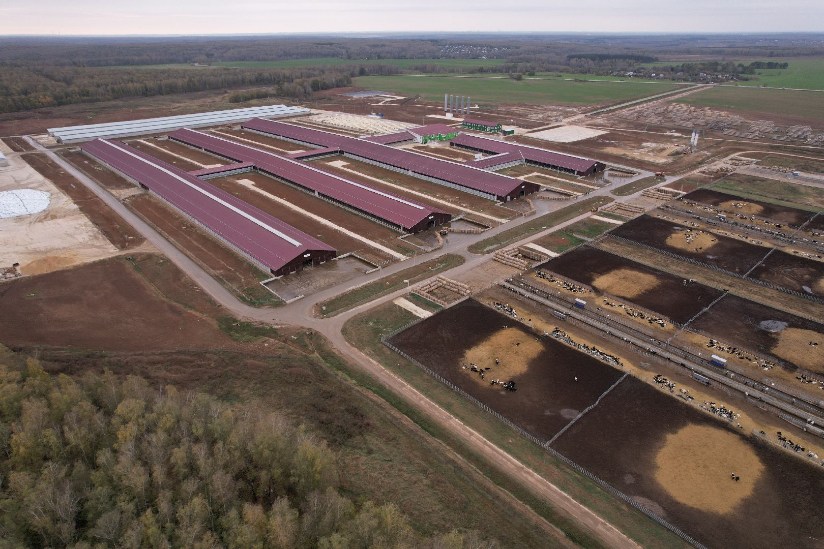 ступино, ферма, коровы,видео с коптера,