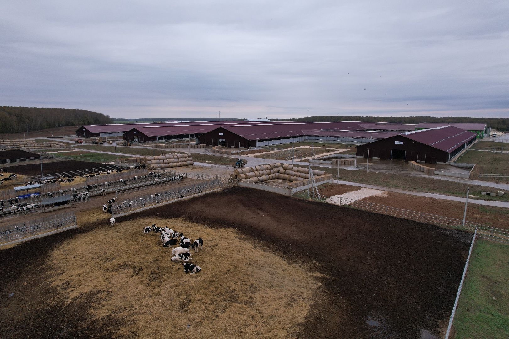 ступино, ферма, коровы,видео с коптера,