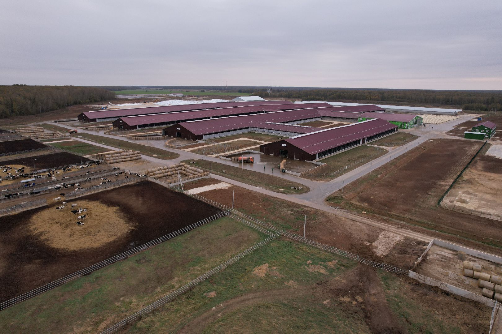 ступино, ферма, коровы,видео с коптера,