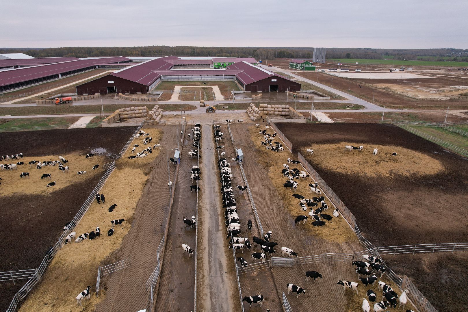 ступино, ферма, коровы,видео с коптера,