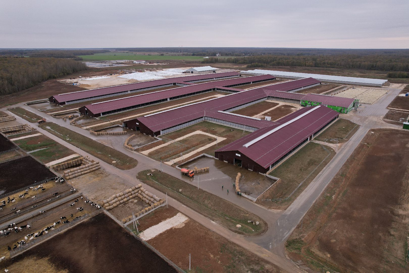 ступино, ферма, коровы,видео с коптера,