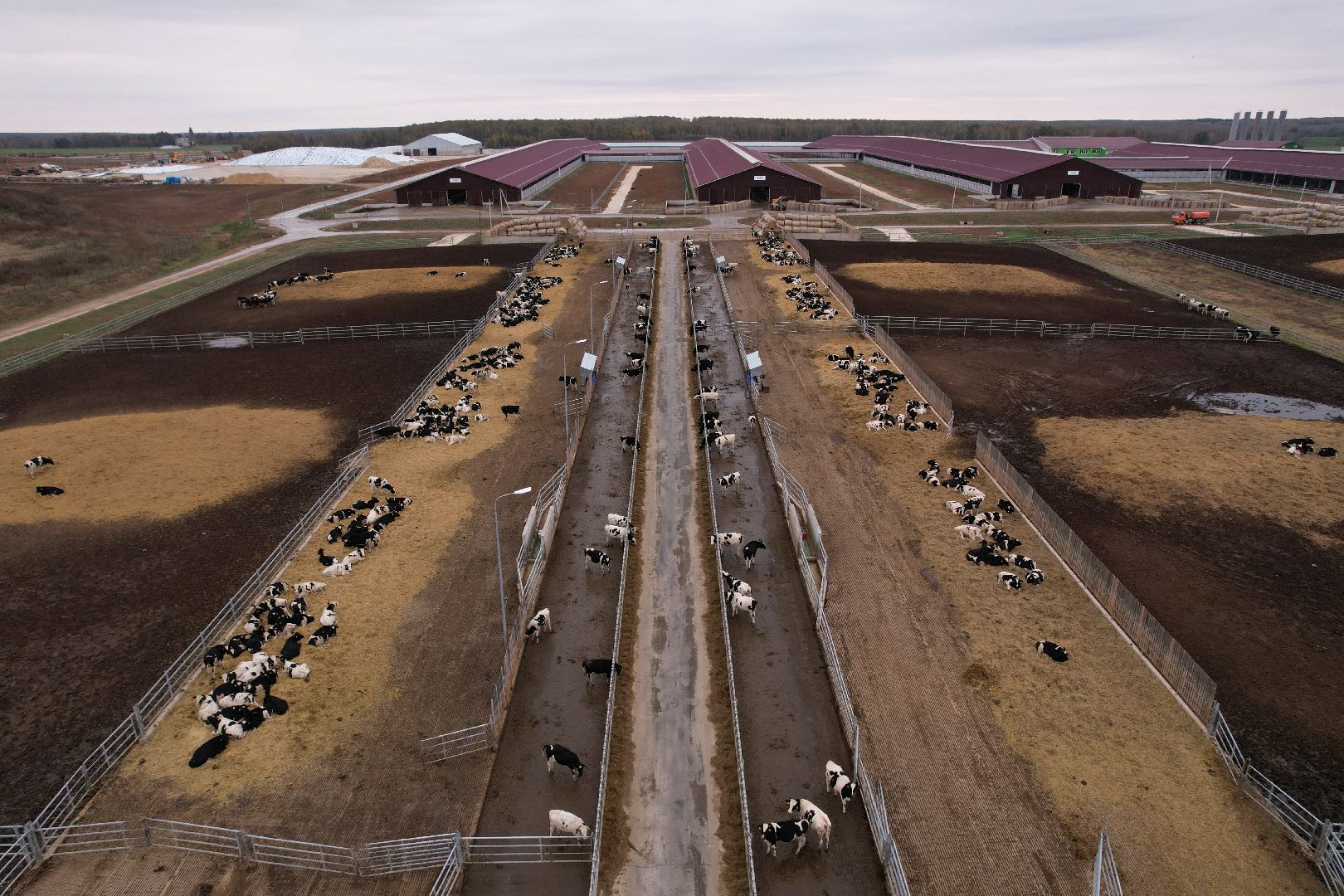 ступино, ферма, коровы,видео с коптера,