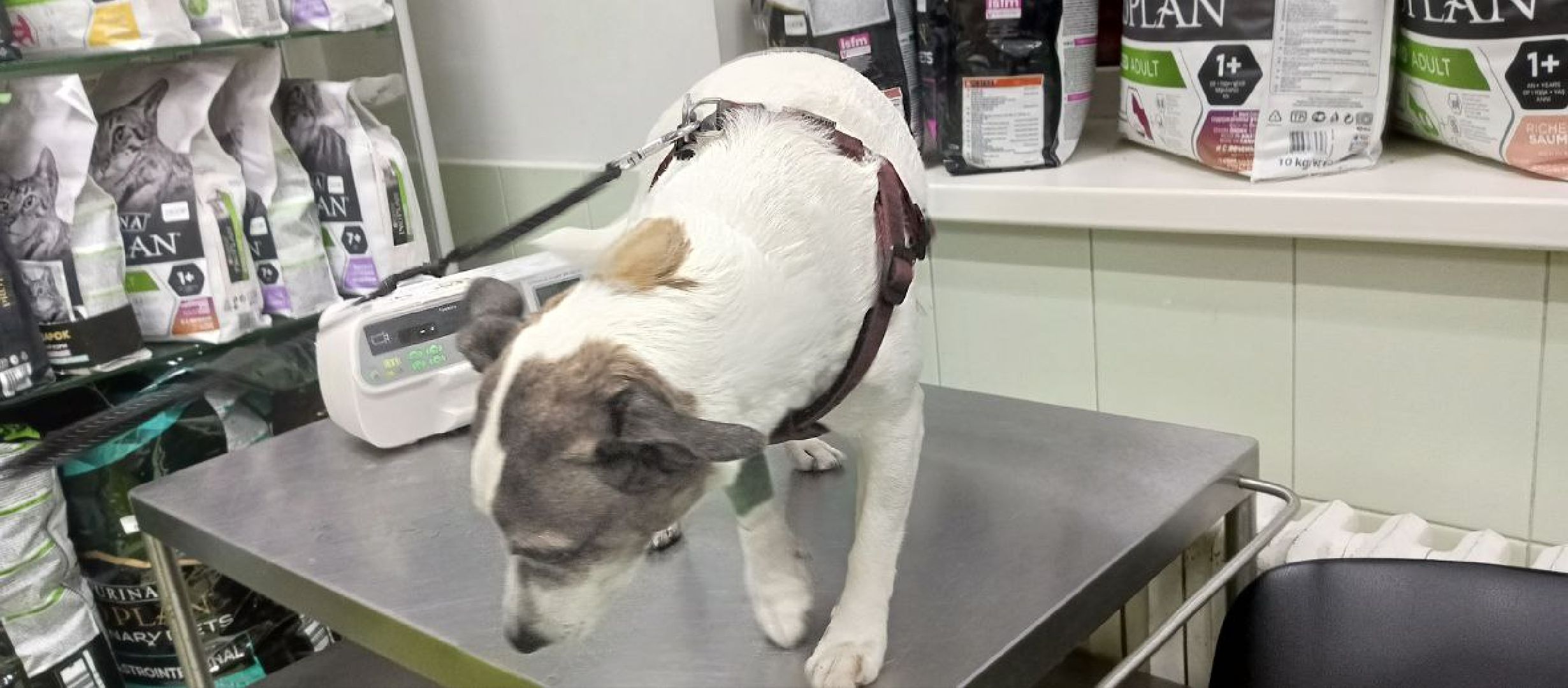 Коломна, ветеринария, вакцинация, домашние животные,