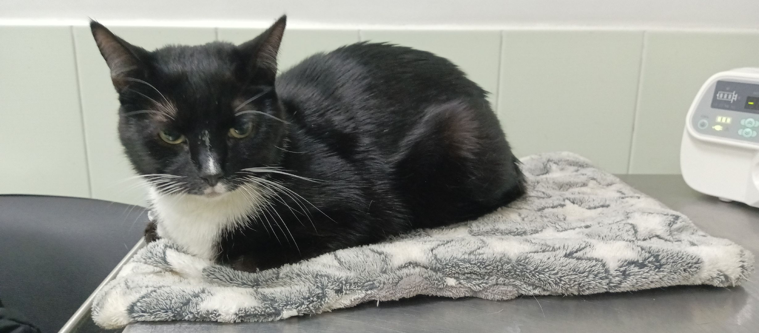 Коломна, ветеринария, вакцинация, домашние животные,